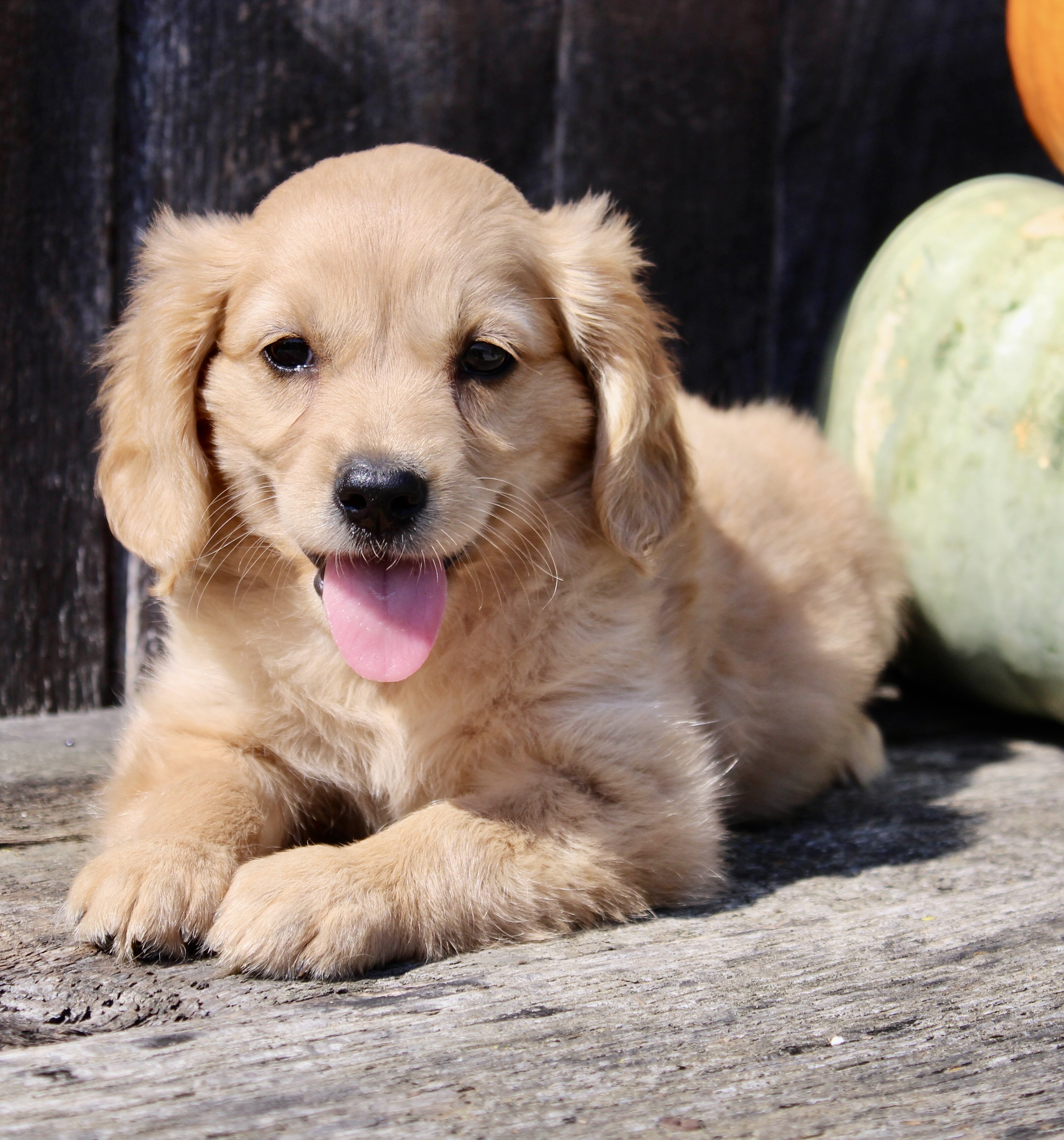 Pumpkin Female Mini Golden Retriever image 7