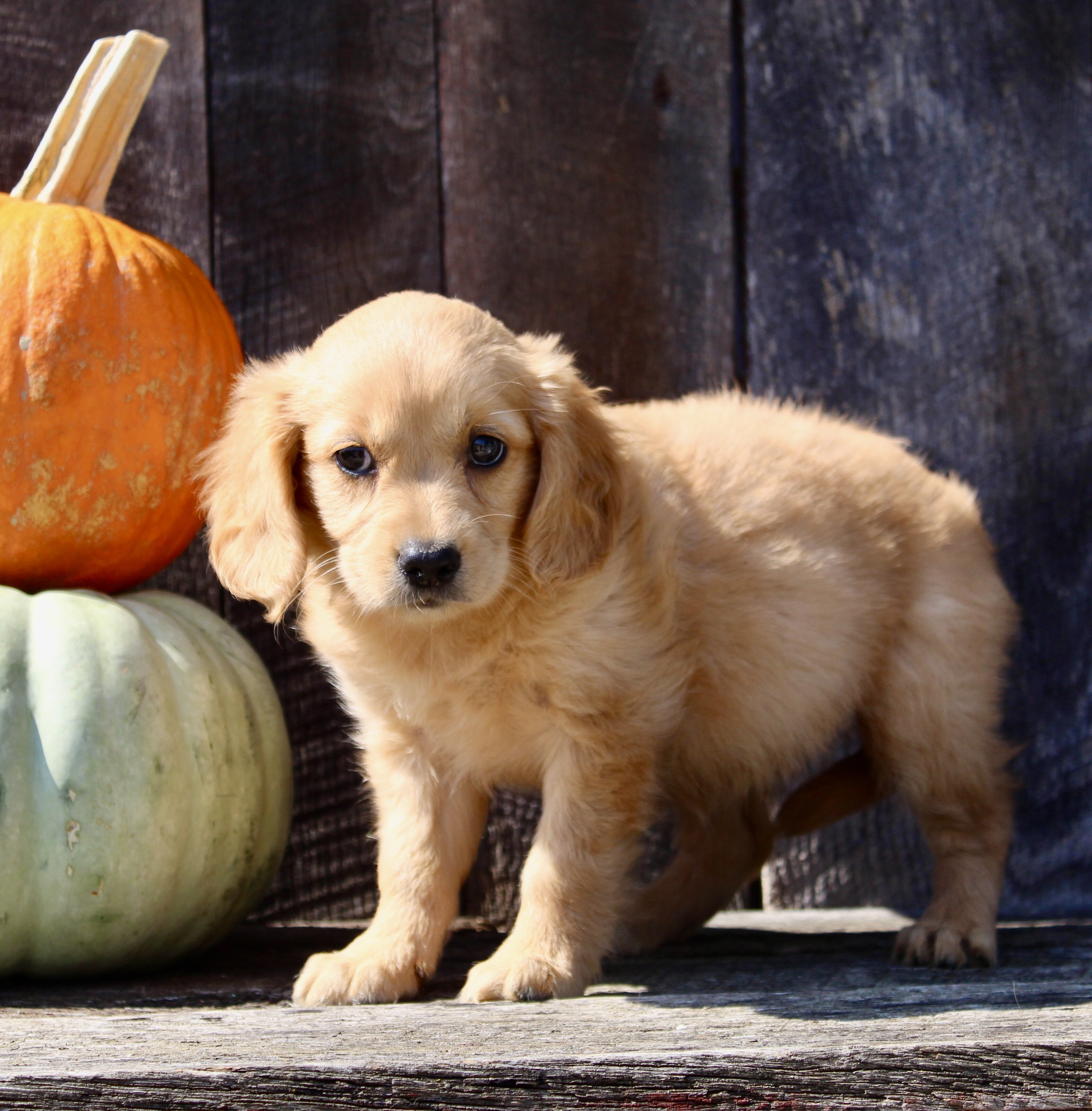 Pumpkin Female Mini Golden Retriever image 2