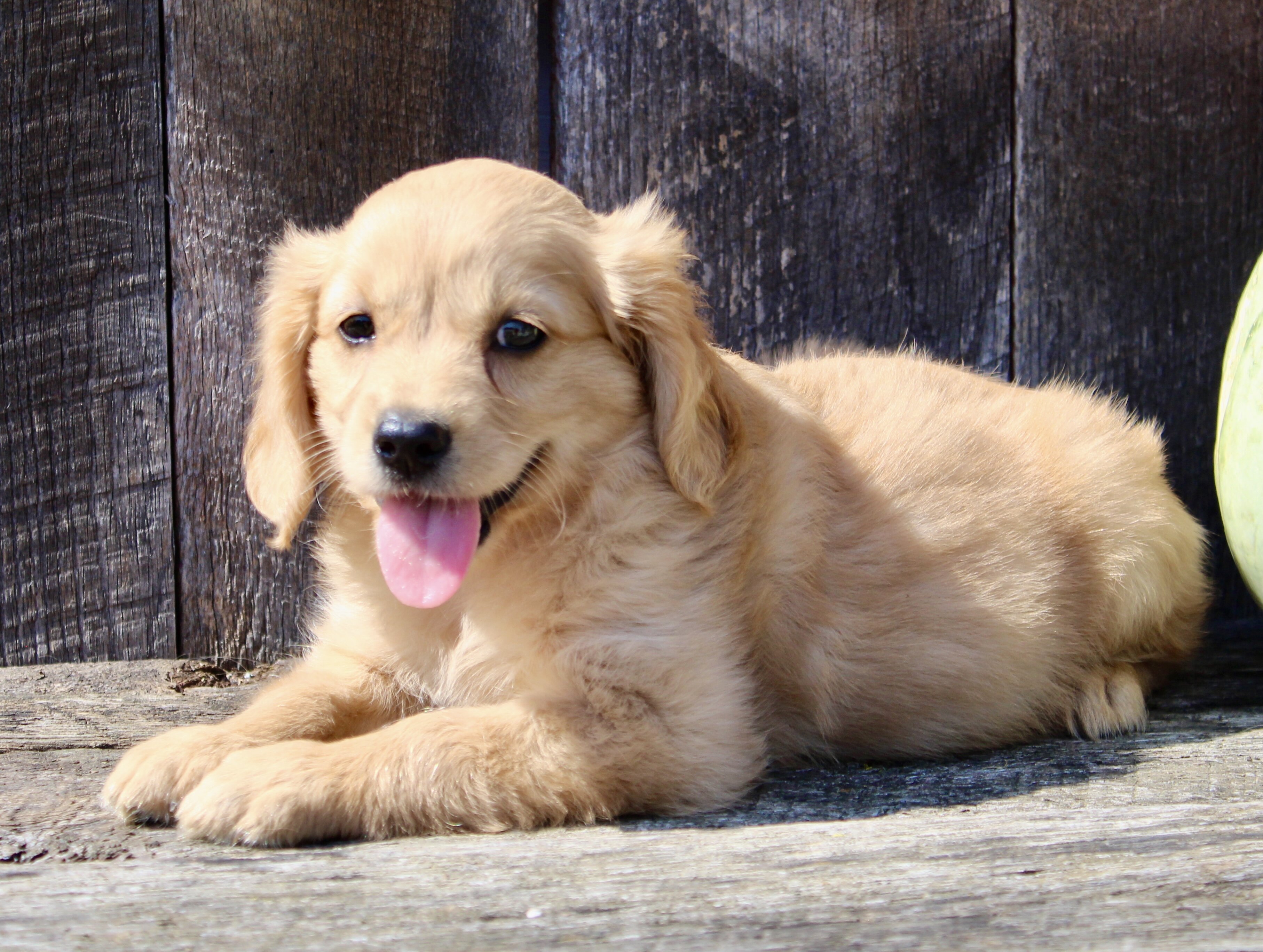 Pumpkin Female Mini Golden Retriever image 6