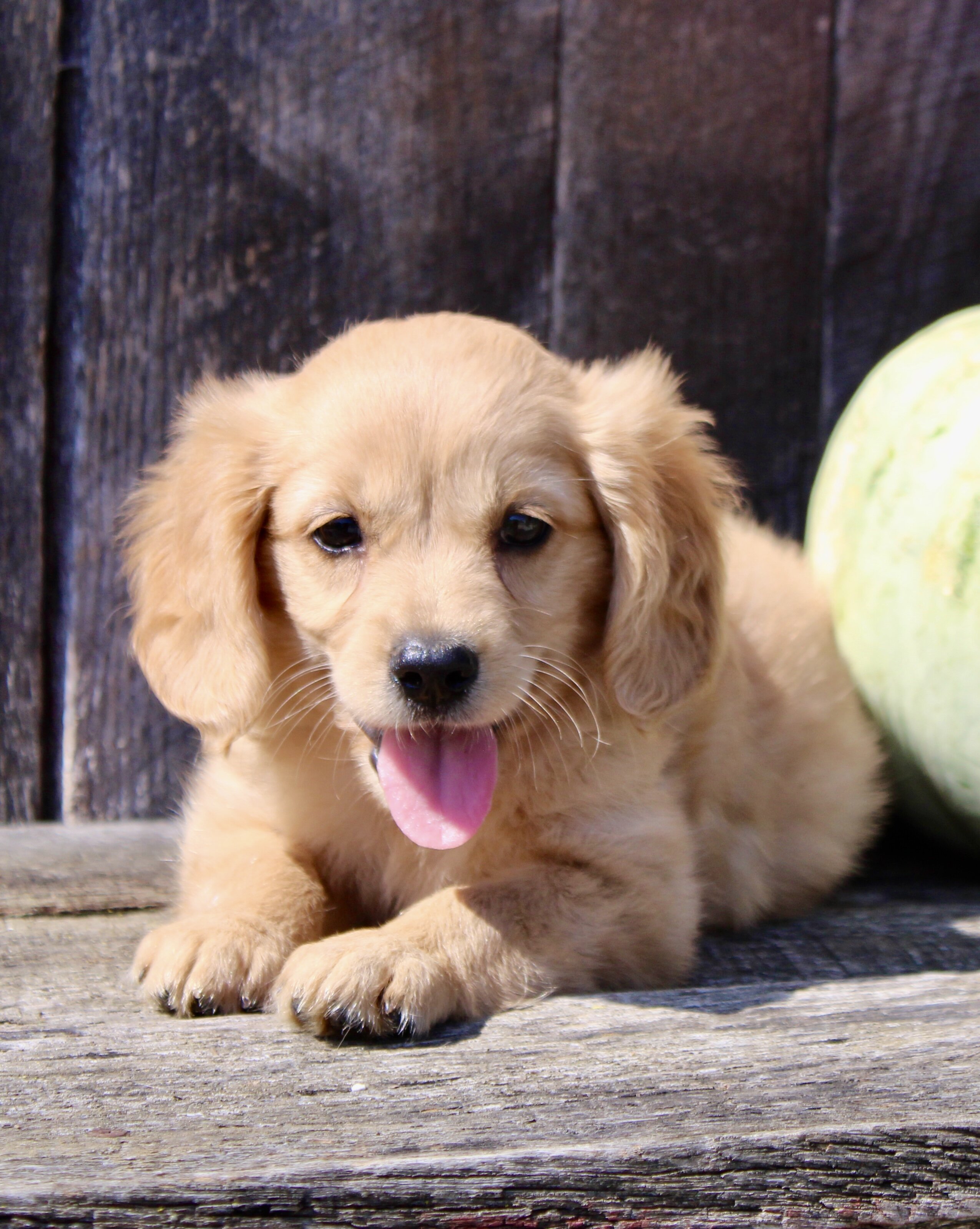 Pumpkin Female Mini Golden Retriever image 5