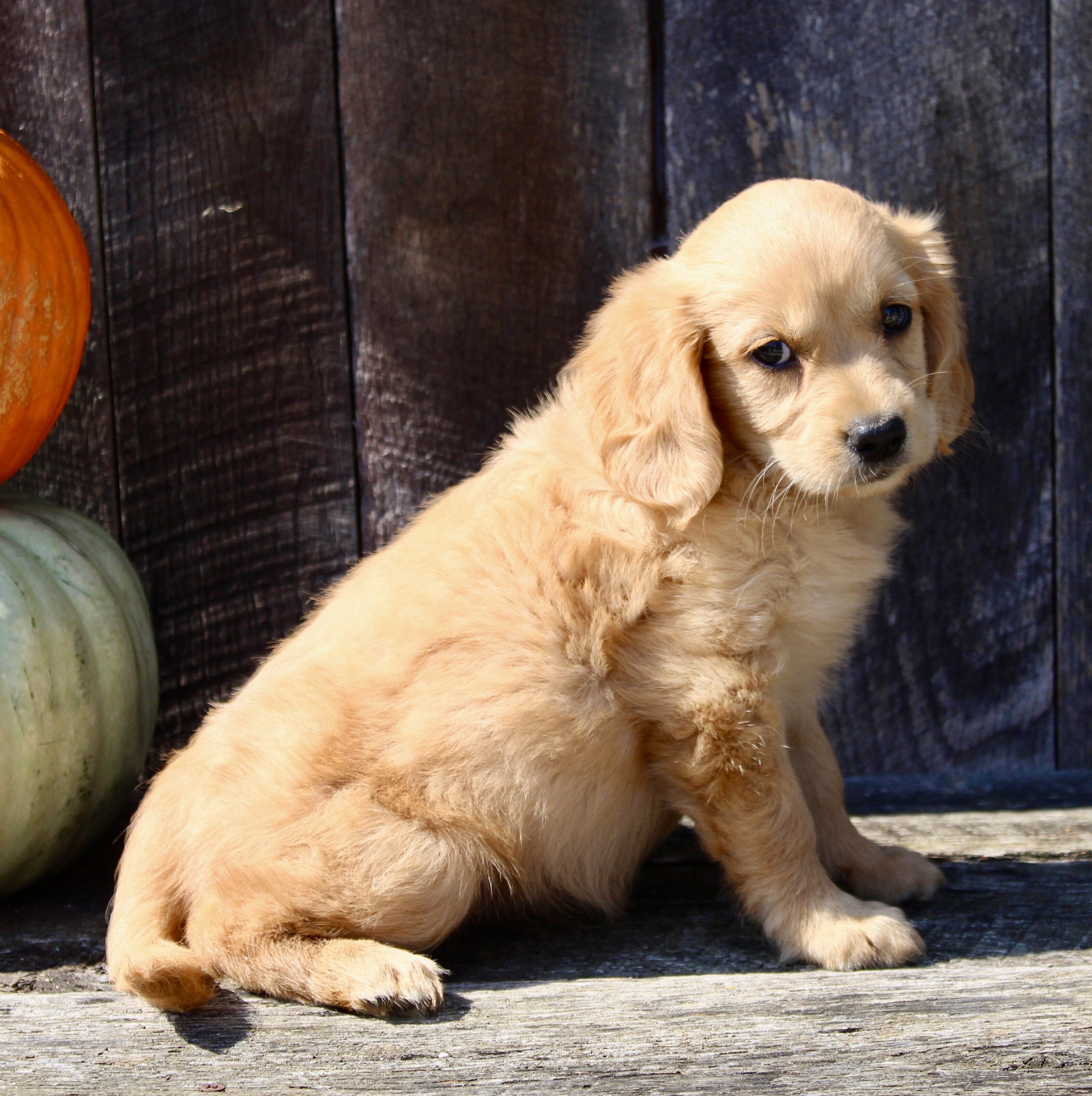 Pumpkin Female Mini Golden Retriever image 4