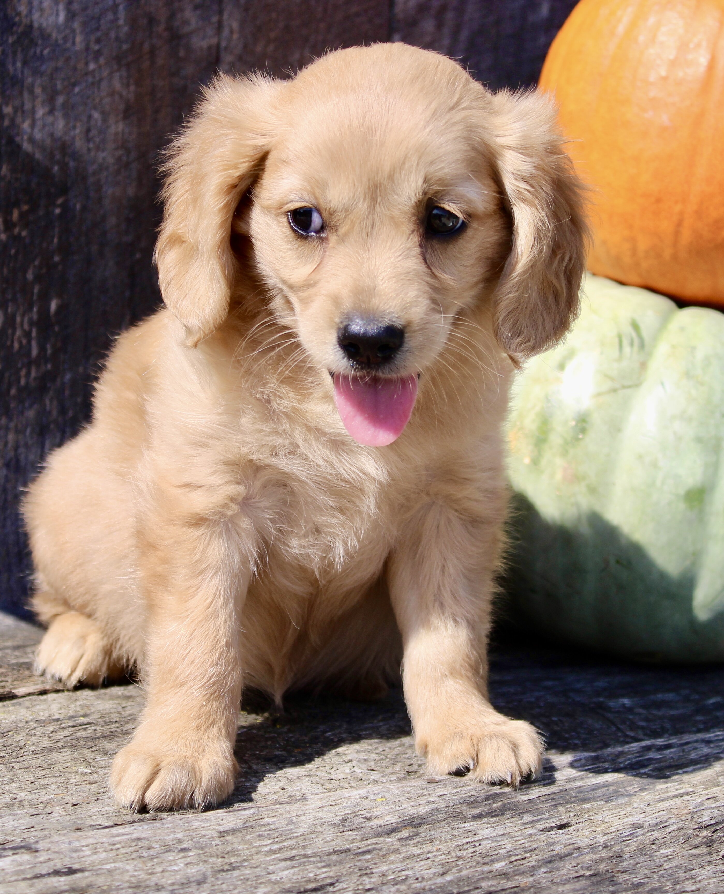 Pumpkin Female Mini Golden Retriever image 3