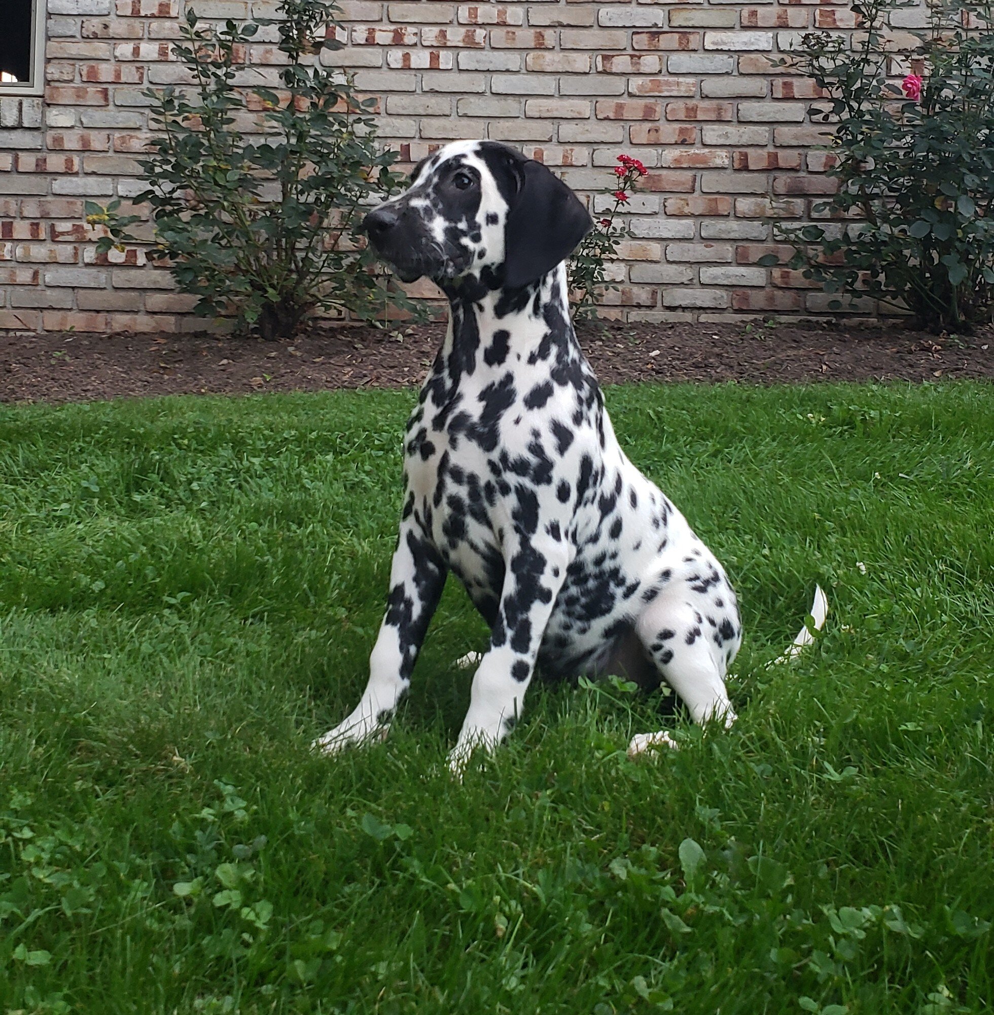 Spot Female AKC Dalmatian image 2