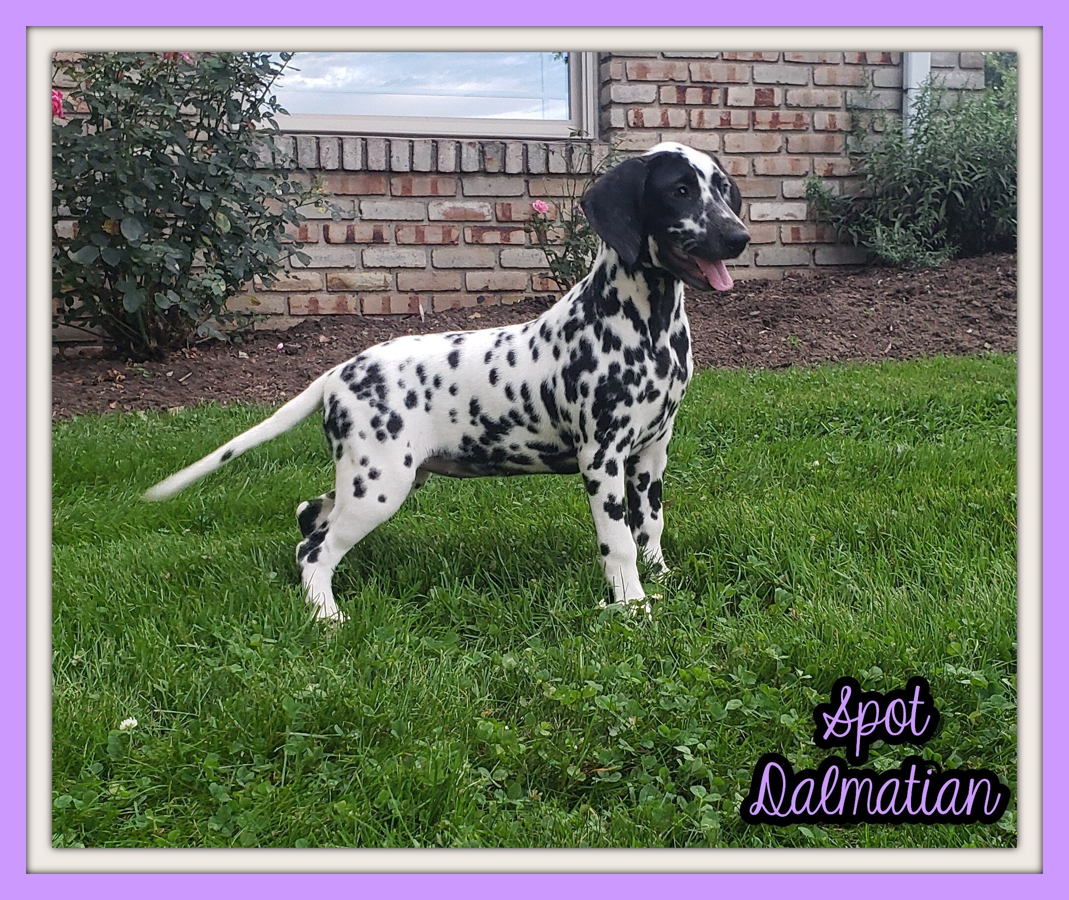 Spot Female AKC Dalmatian image 1
