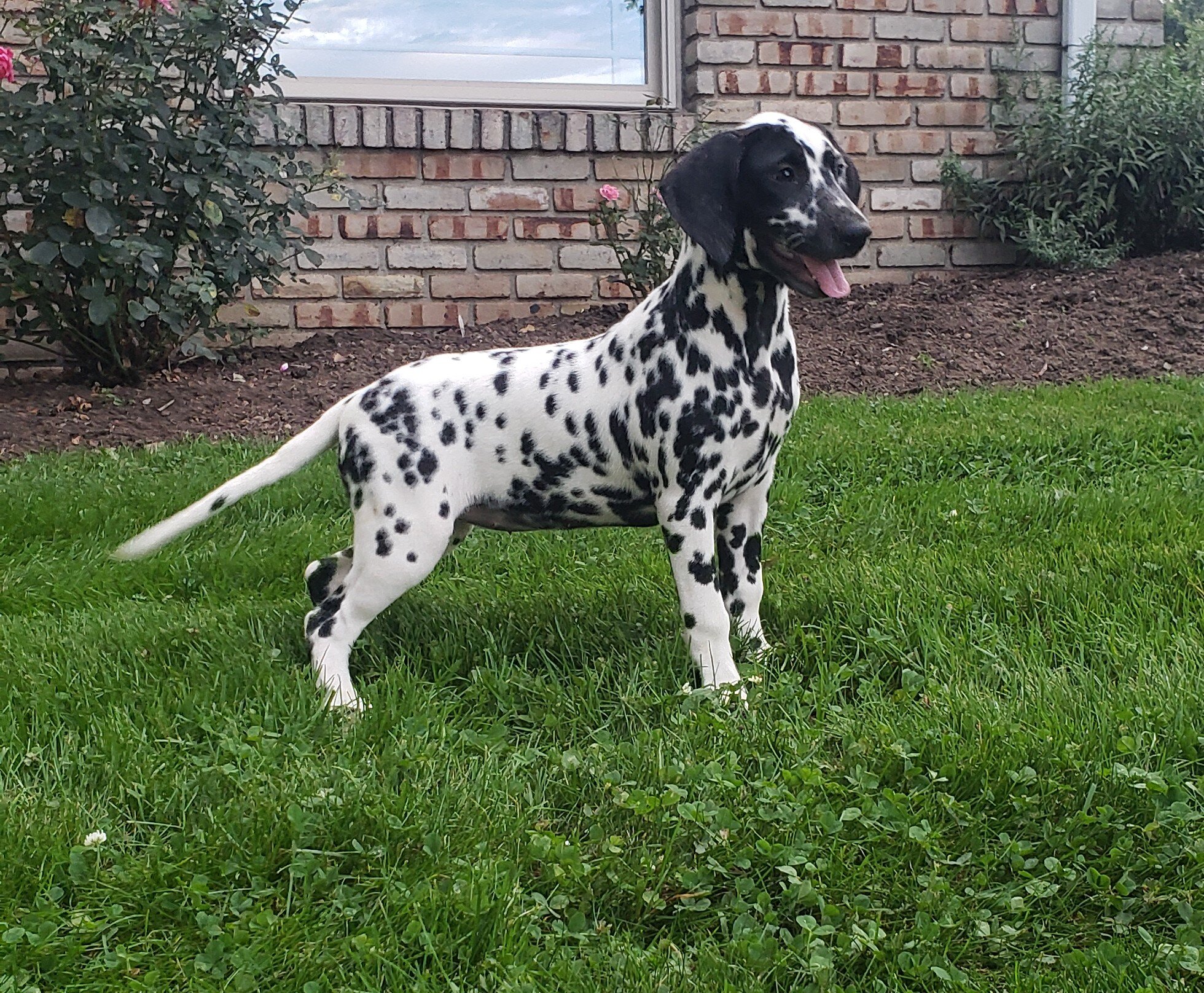 Spot Female AKC Dalmatian image 3