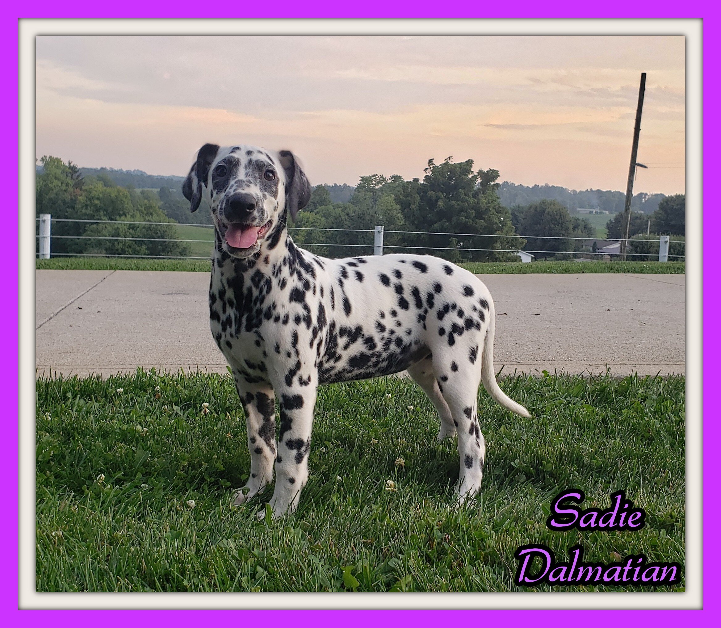 Sadie Female AKC Dalmatian image 1