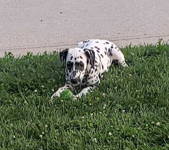 Sadie Female AKC Dalmatian image 2