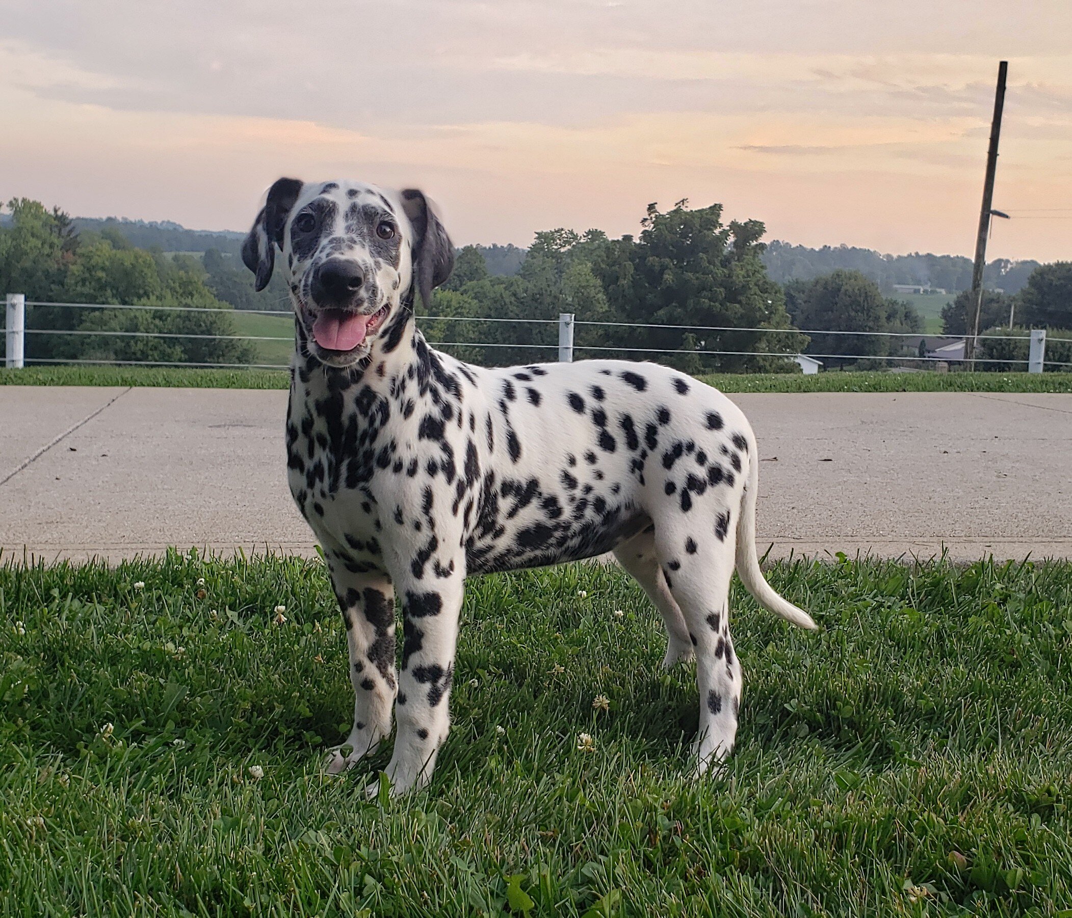 Sadie Female AKC Dalmatian image 3