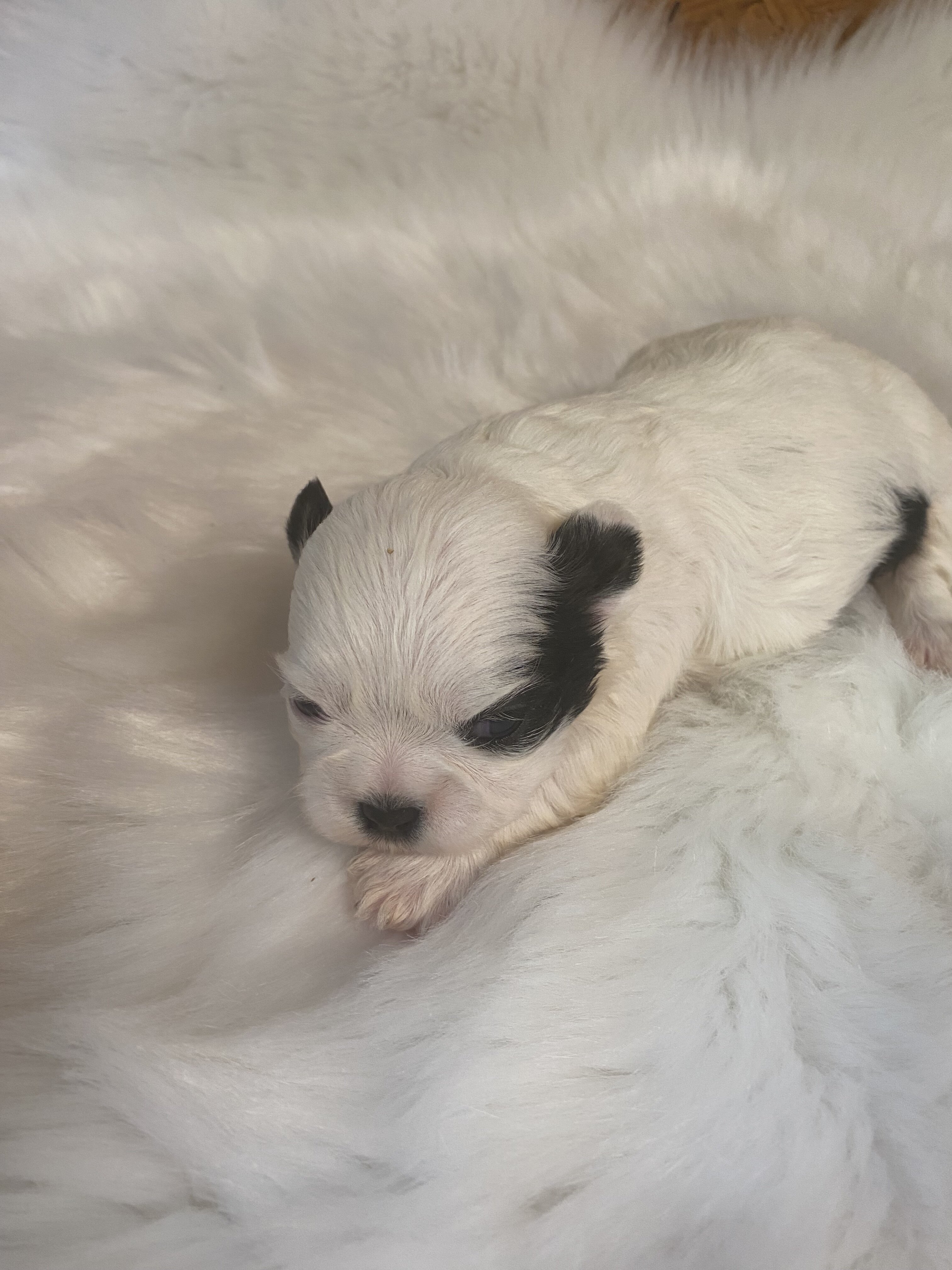 Shih Tzu puppies image 3