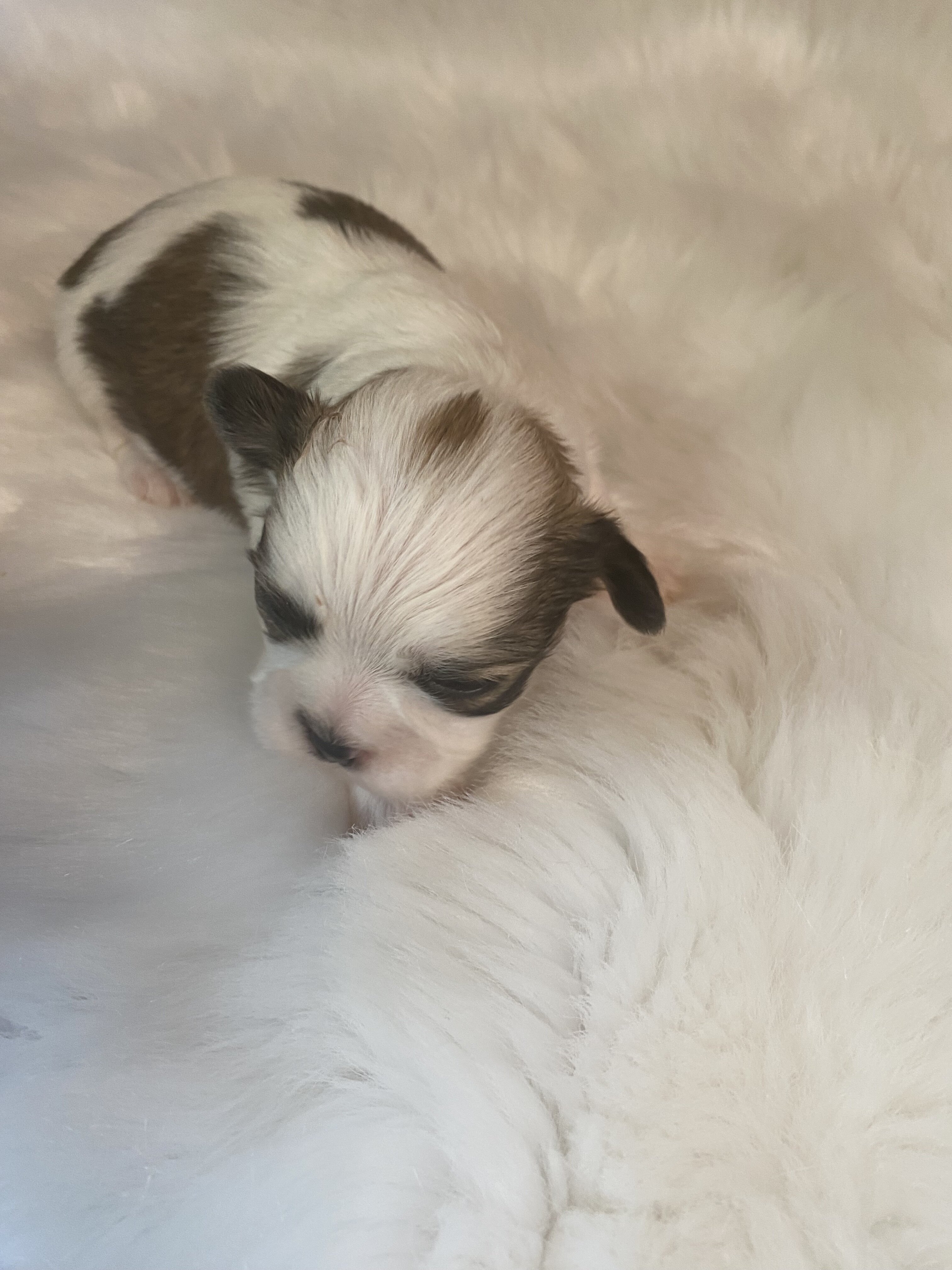 Shih Tzu puppies image 2
