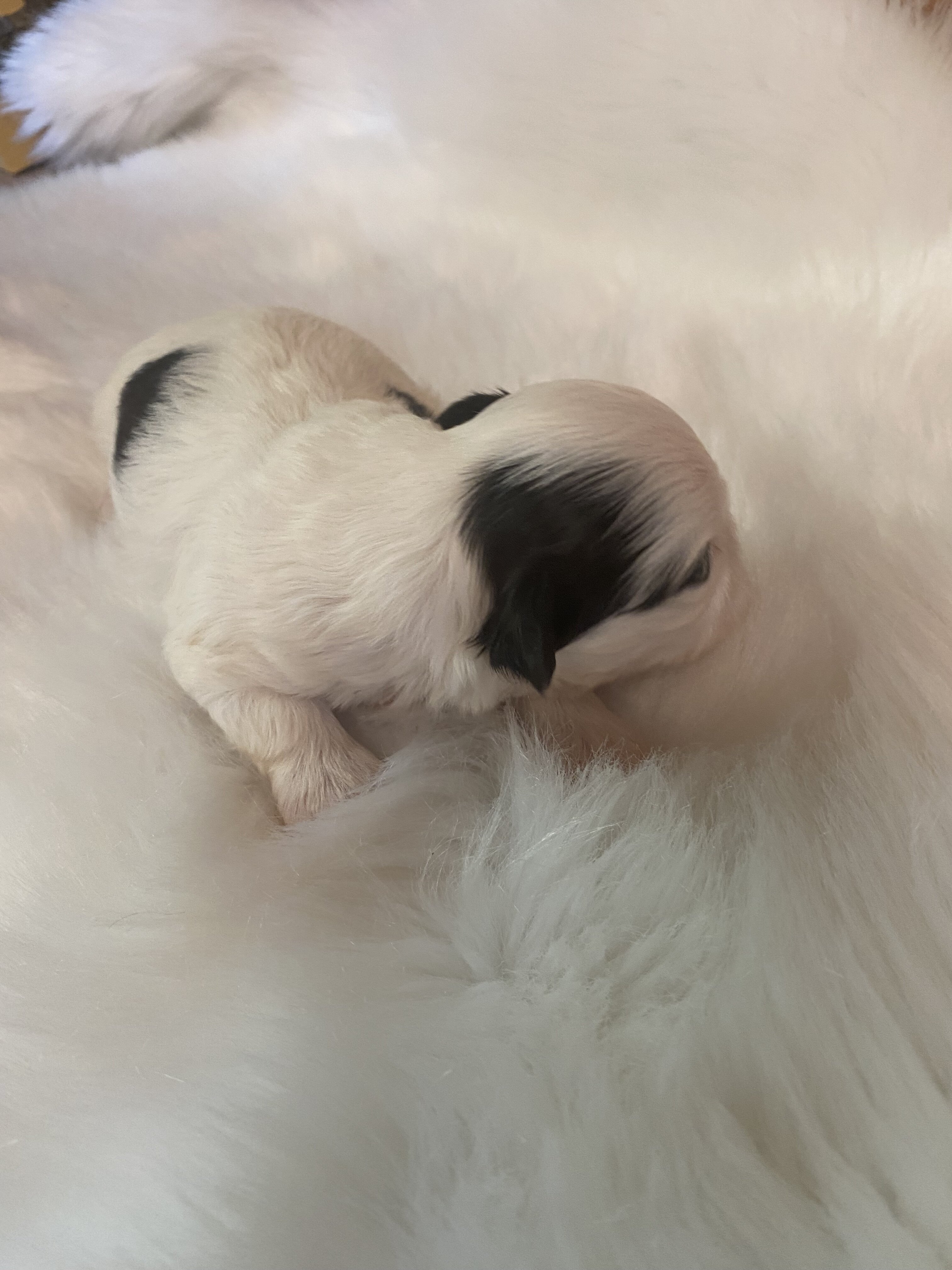 Shih Tzu puppies image 6