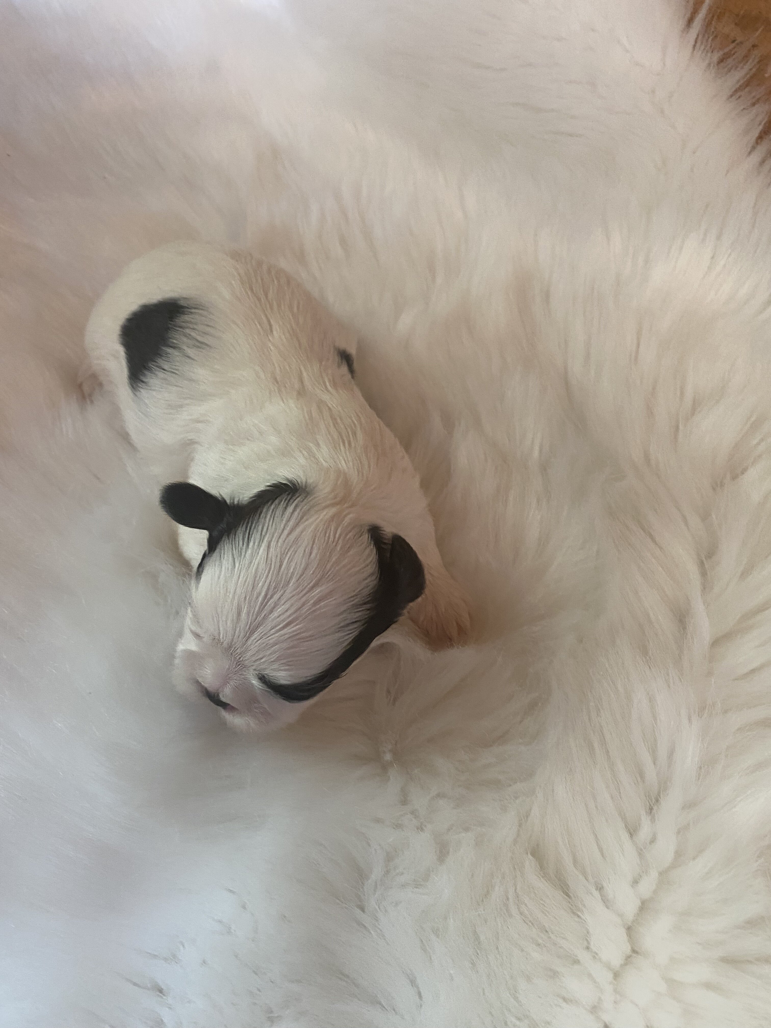 Shih Tzu puppies image 5