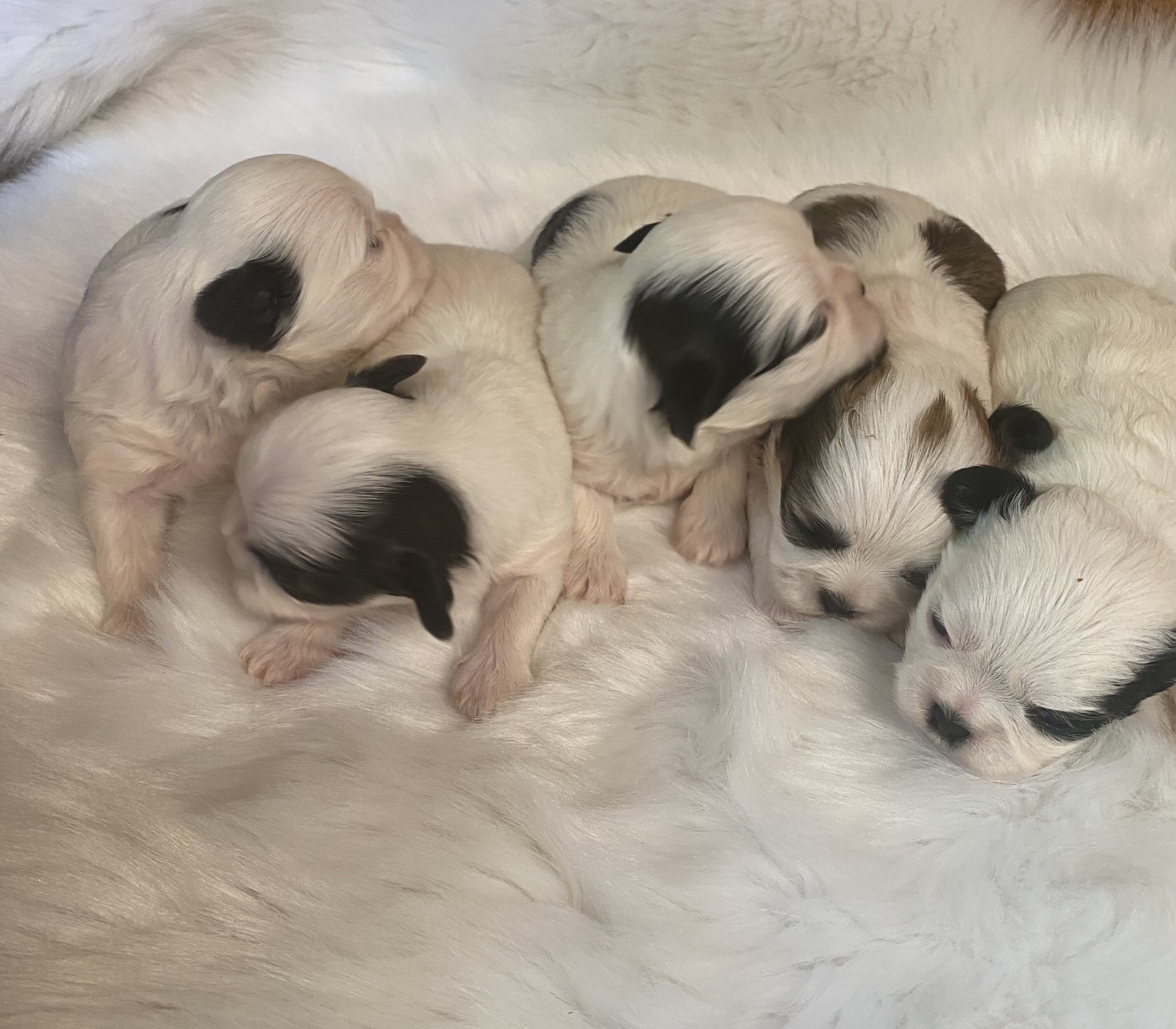 Shih Tzu puppies image 4