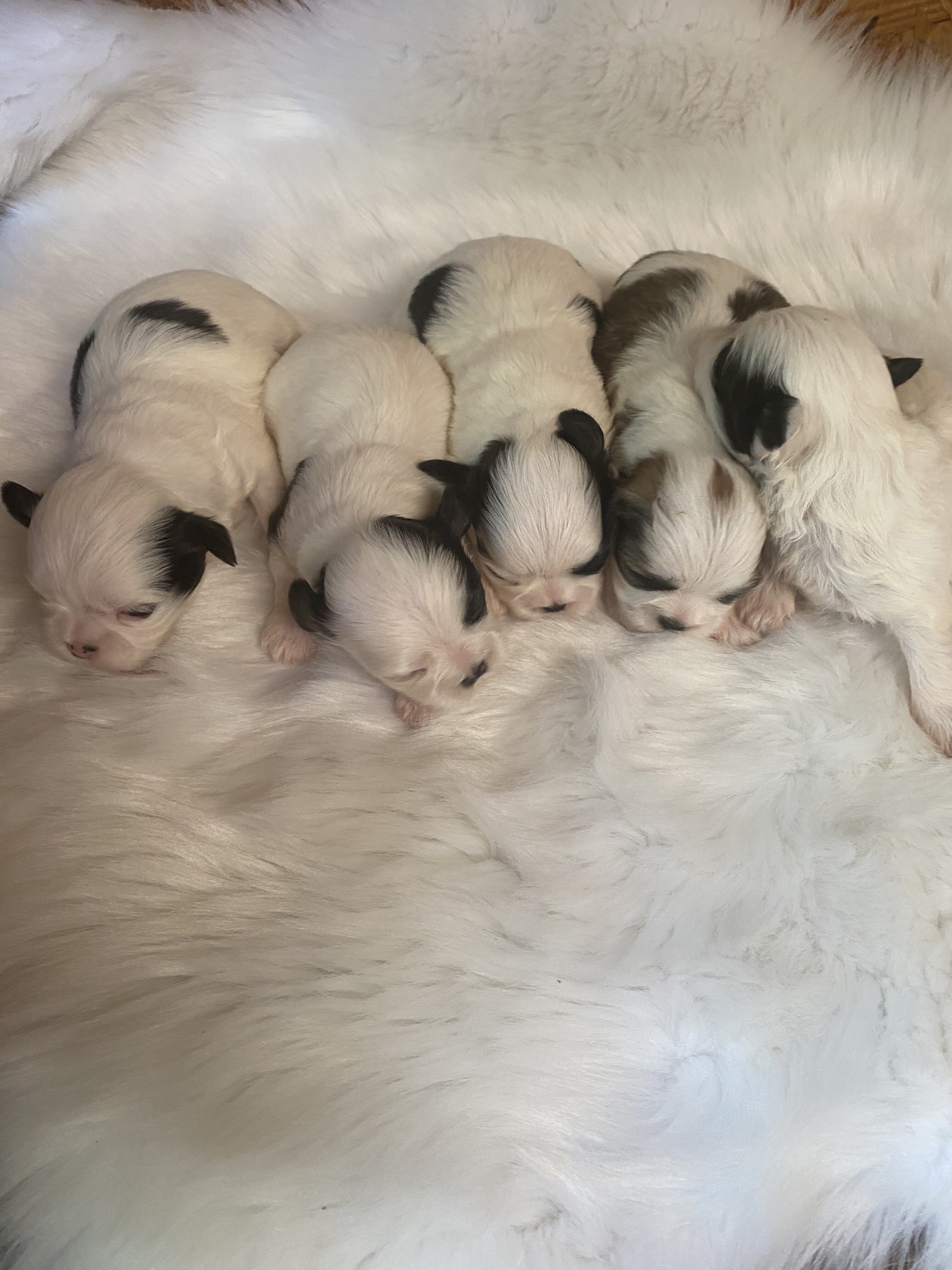 Shih Tzu puppies image 1
