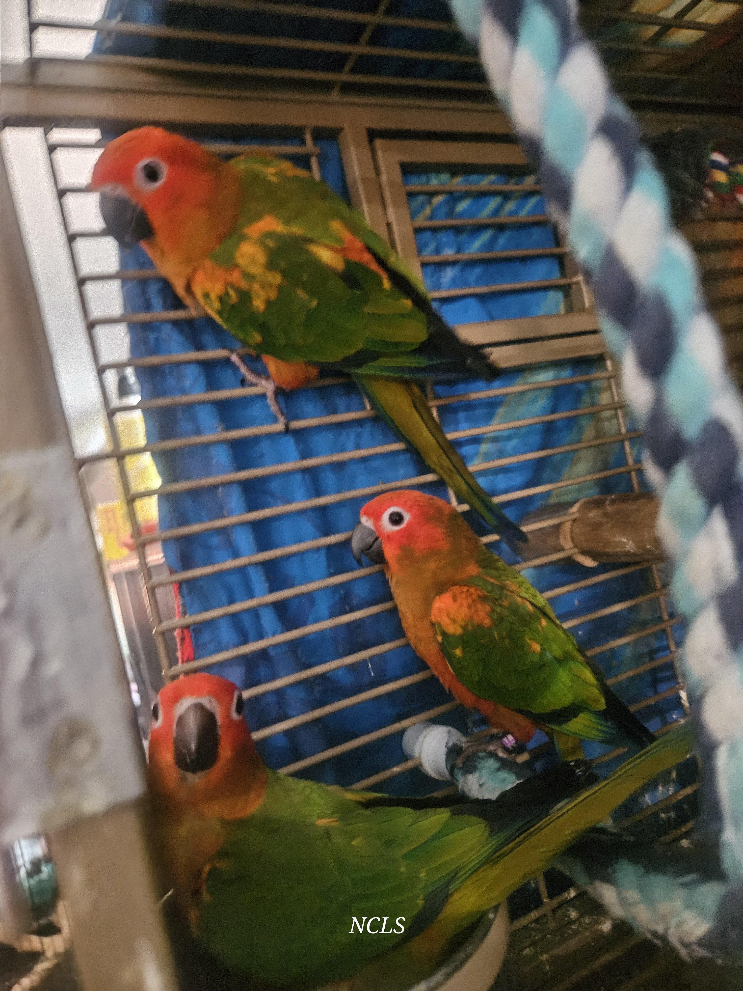 Redfactor Sun Conure image 1