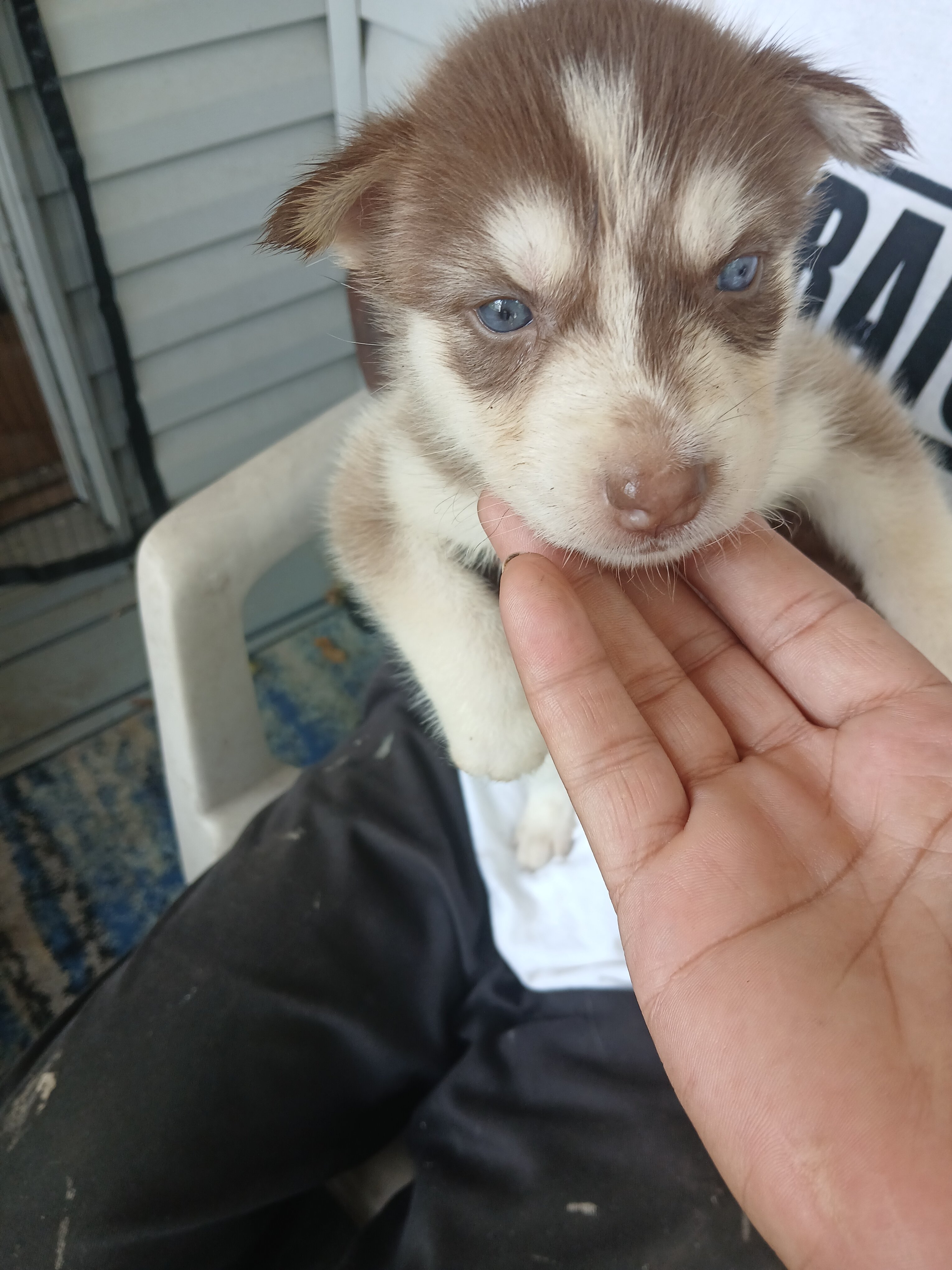 German shepherd siberian husky mix puppies image 7
