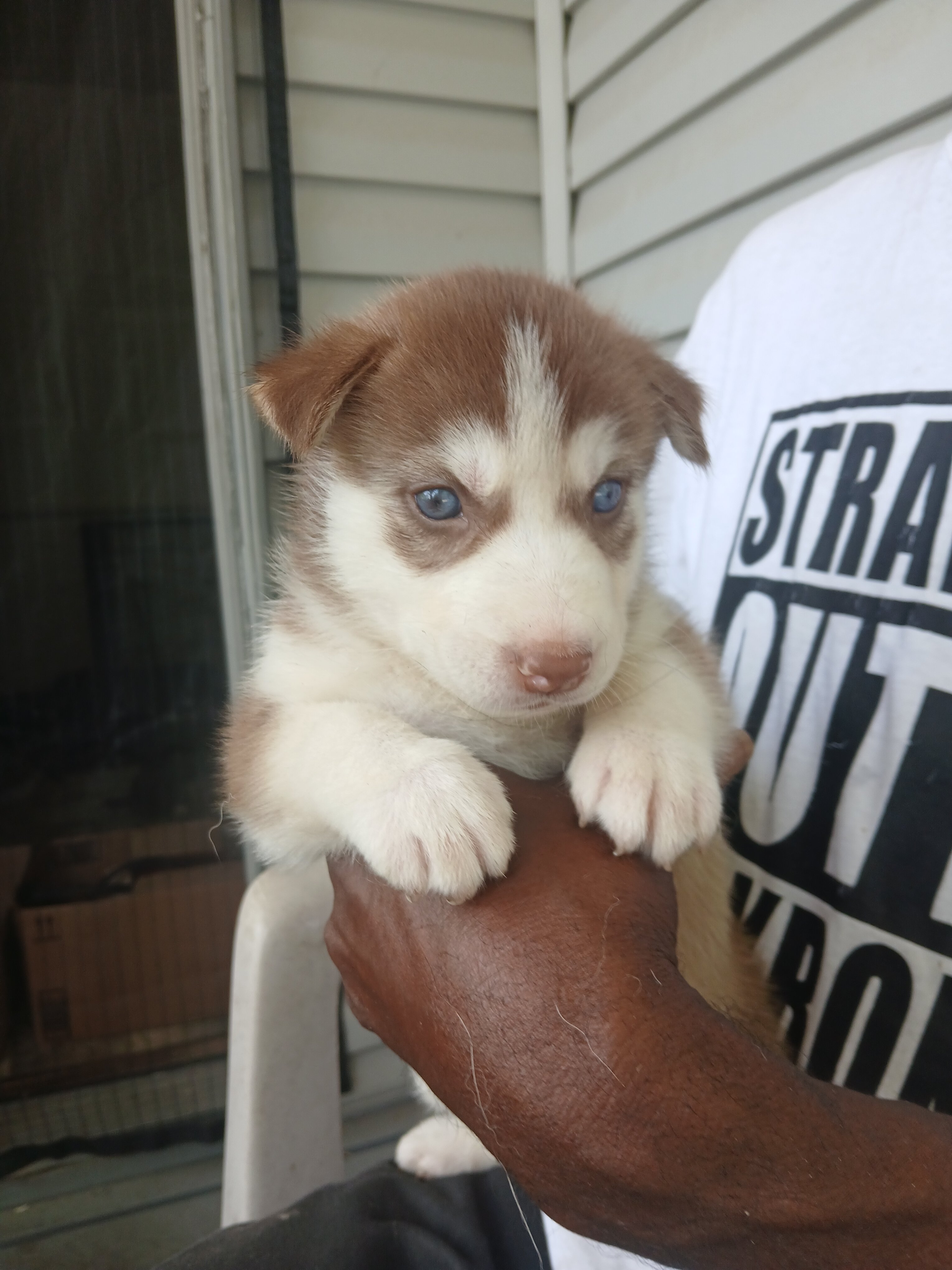 German shepherd siberian husky mix puppies image 6