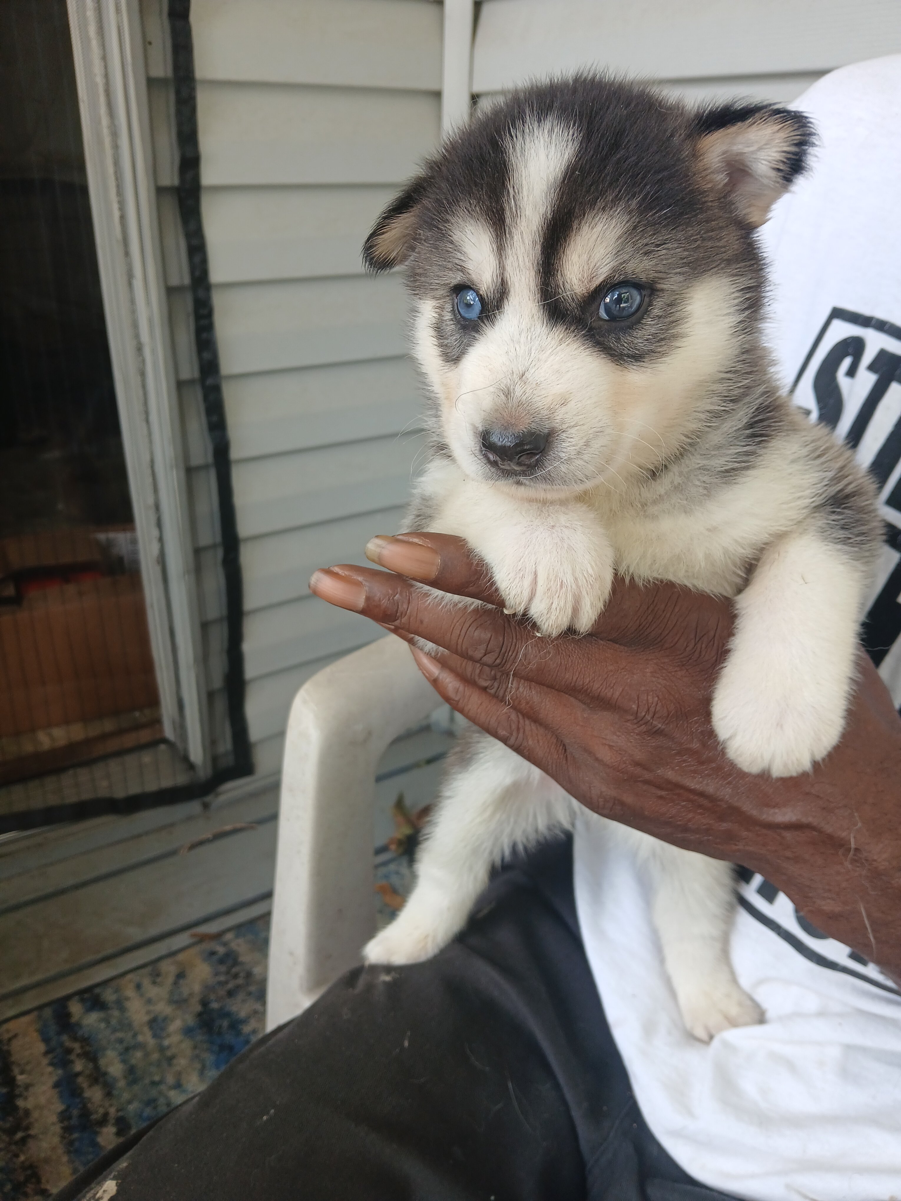 German shepherd siberian husky mix puppies image 5