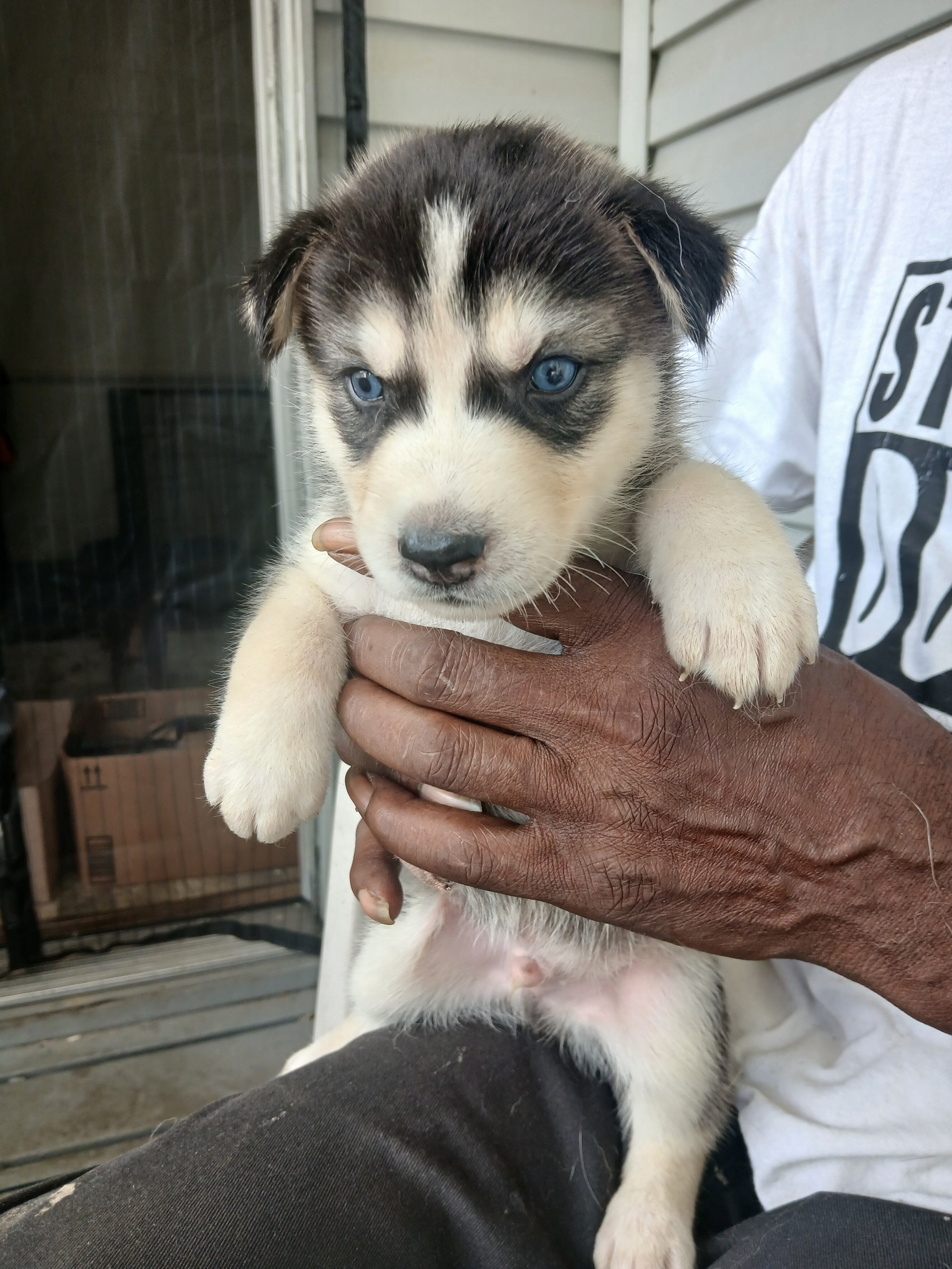 German shepherd siberian husky mix puppies image 4