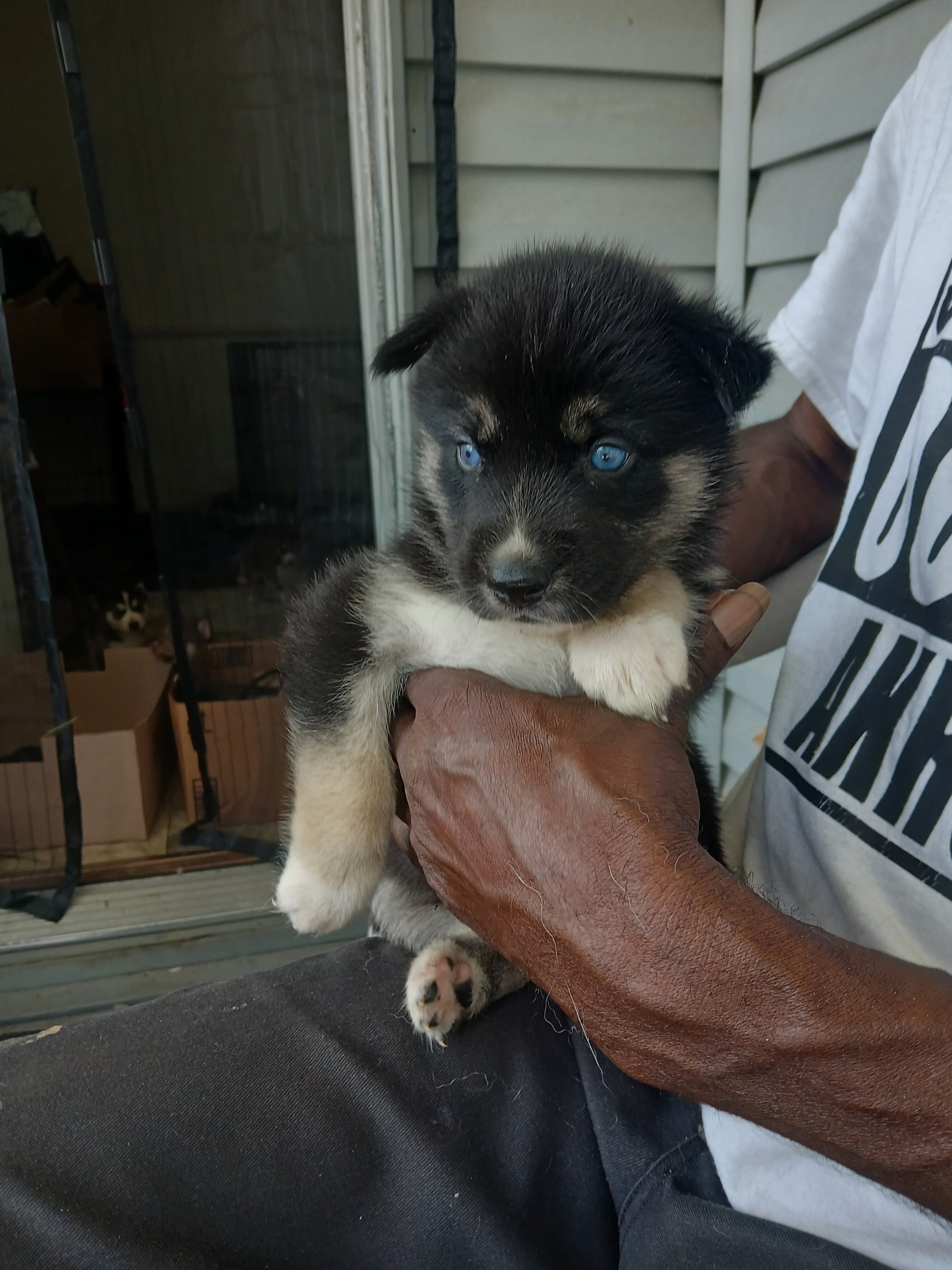 German shepherd siberian husky mix puppies image 3