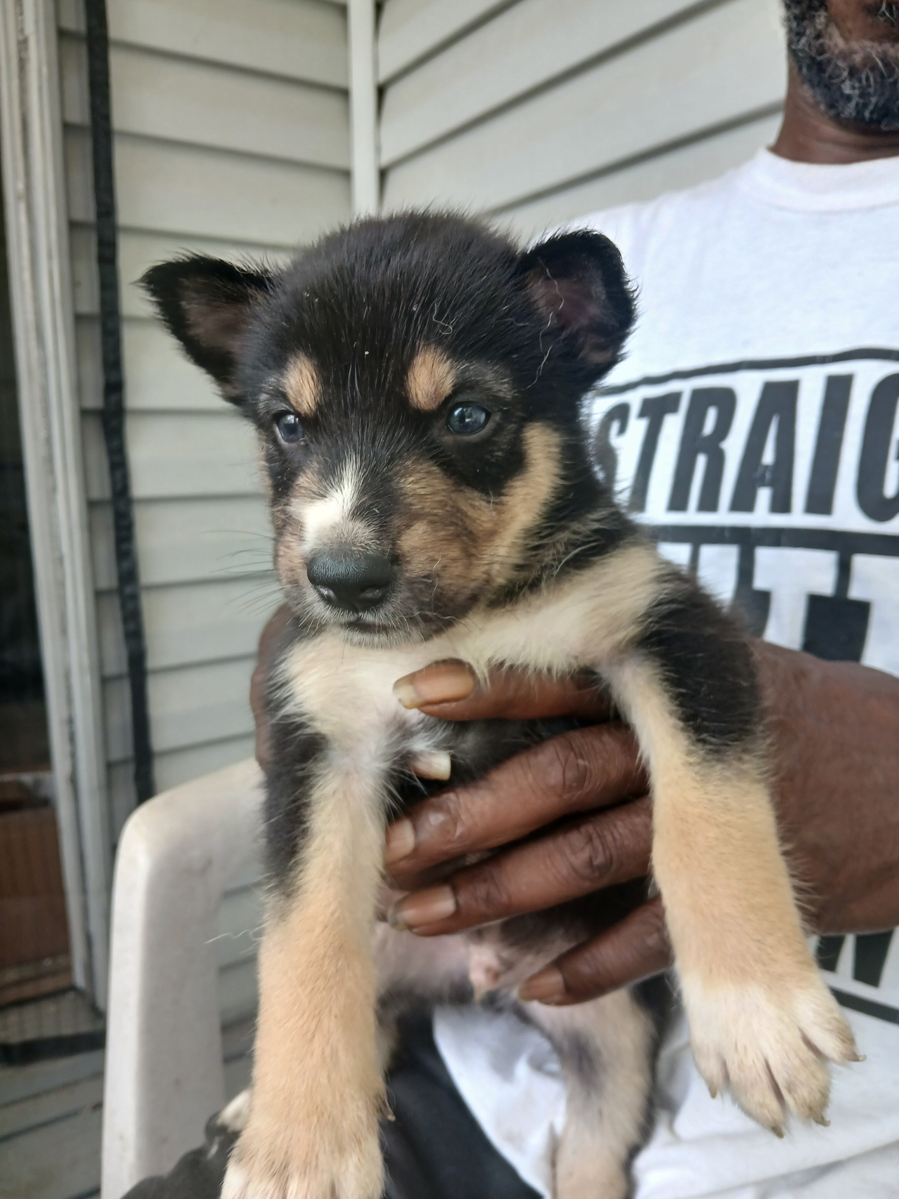 German shepherd siberian husky mix puppies image 2