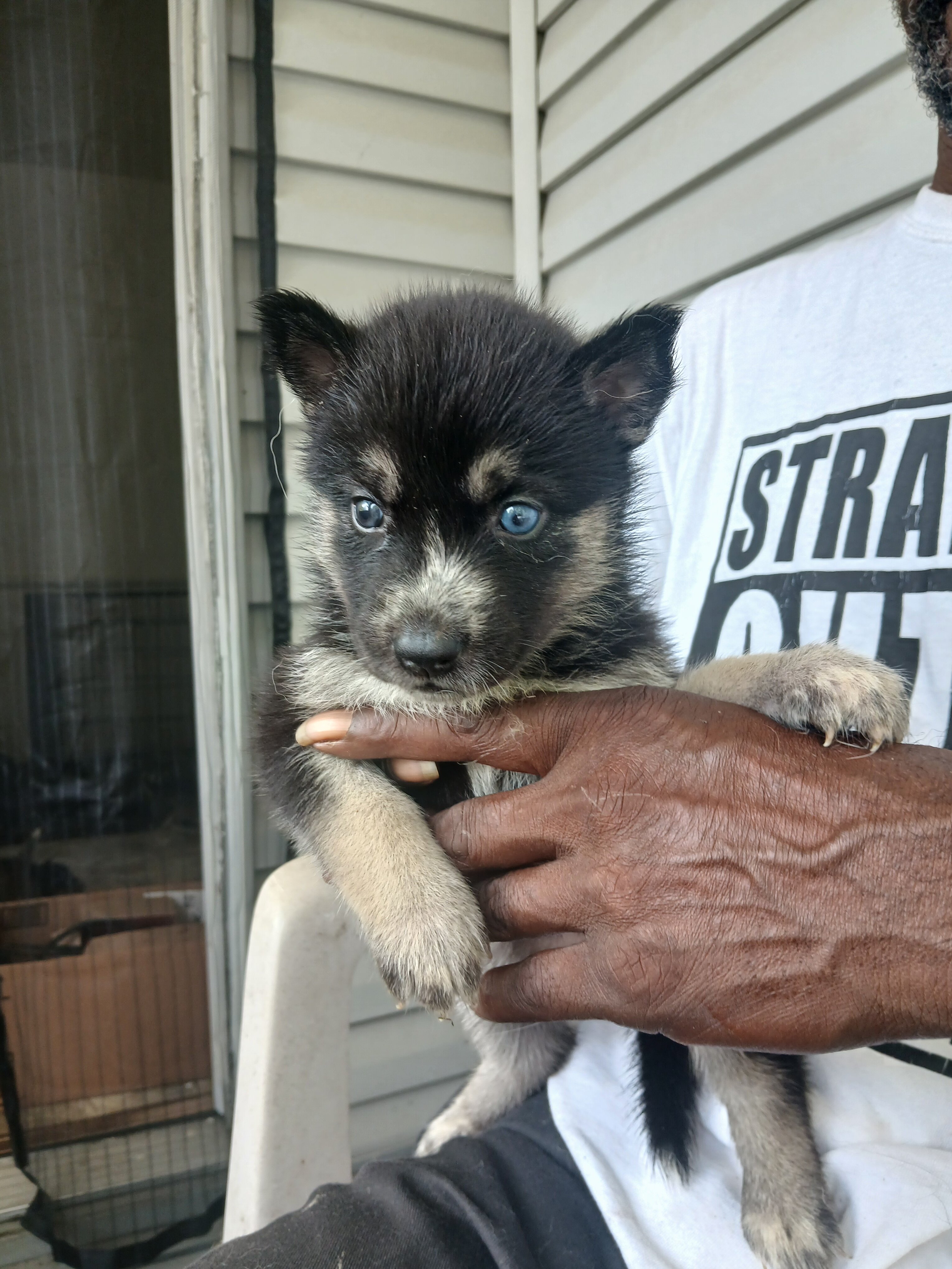 German shepherd siberian husky mix puppies image 1