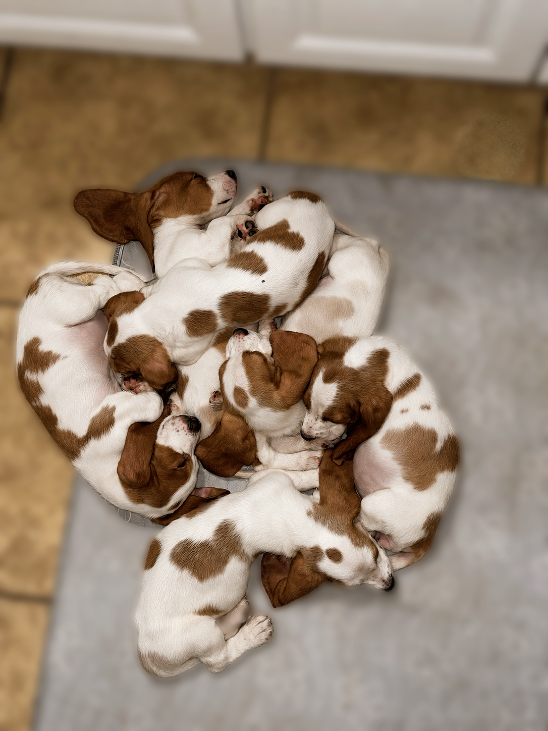 Basset Hounds image 1
