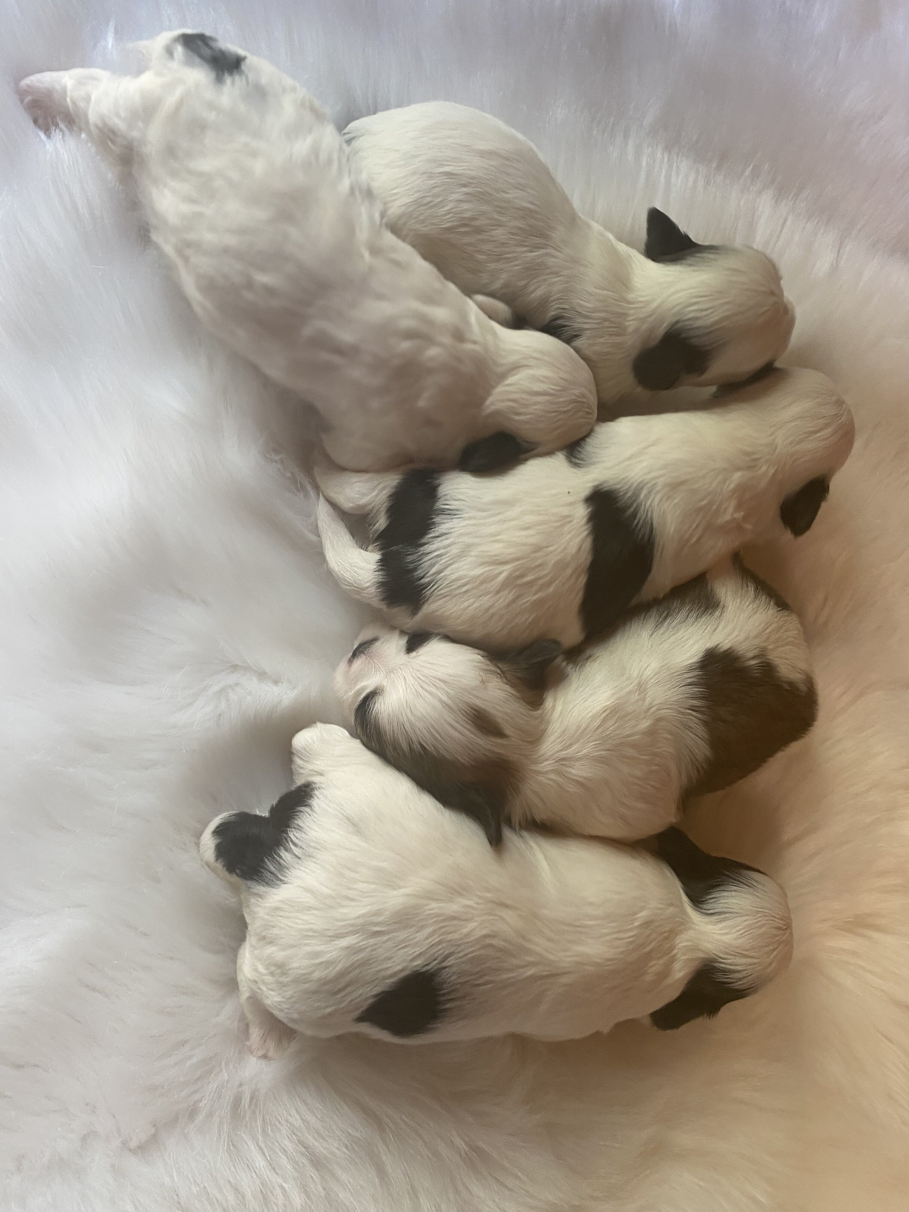Shih Tzu’s image 2