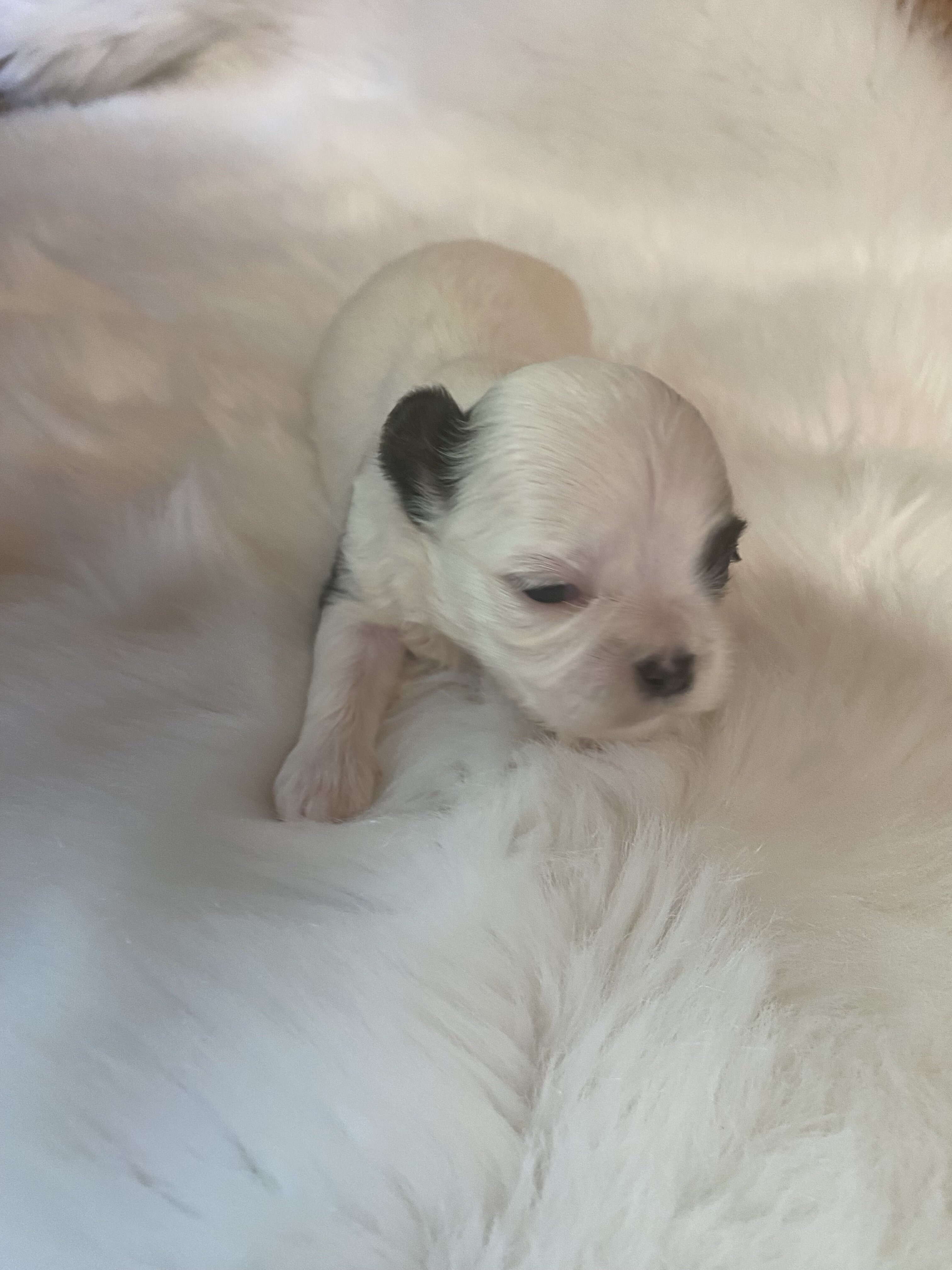 Shih Tzu’s image 3