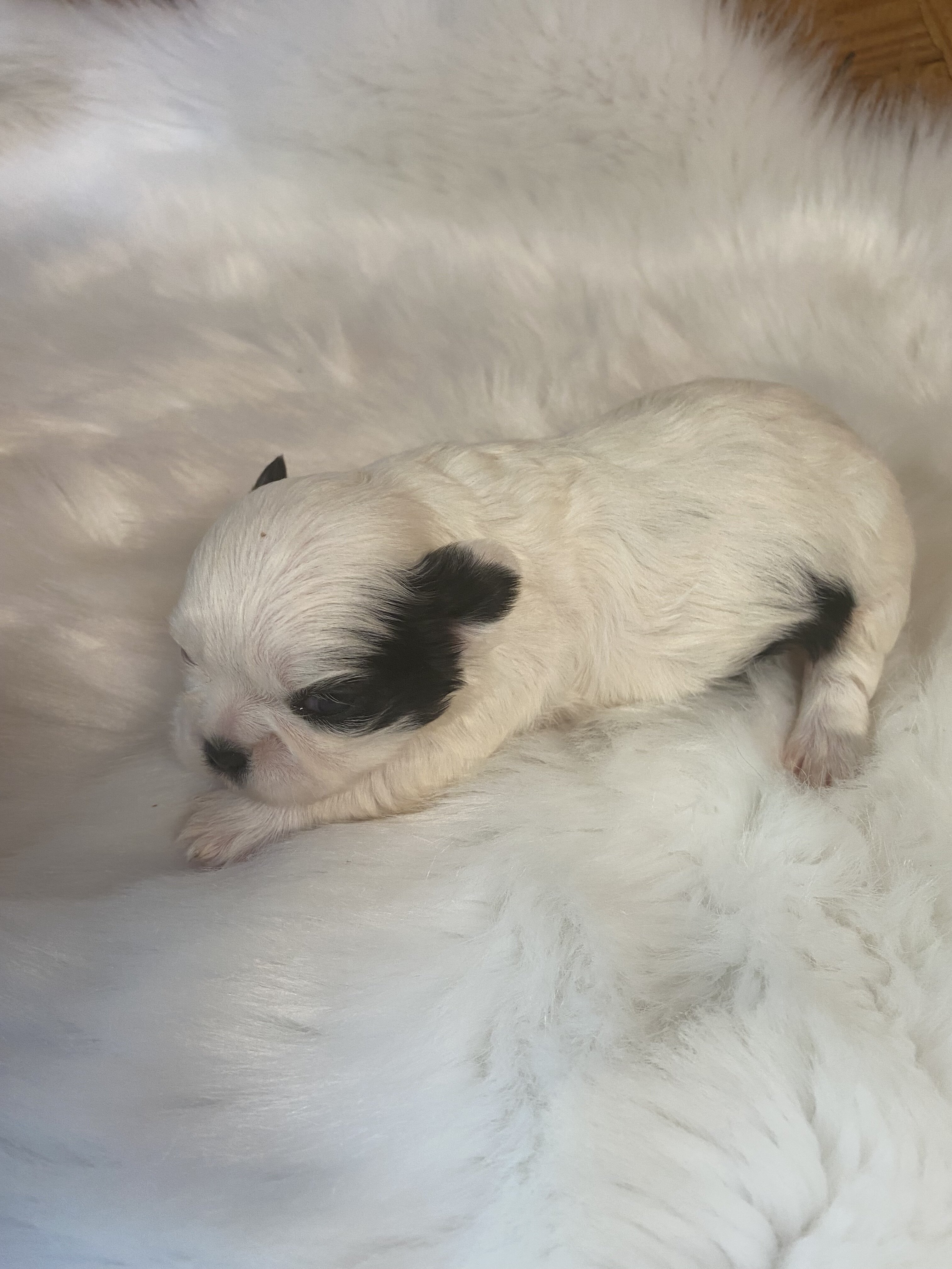 Shih Tzu’s image 4