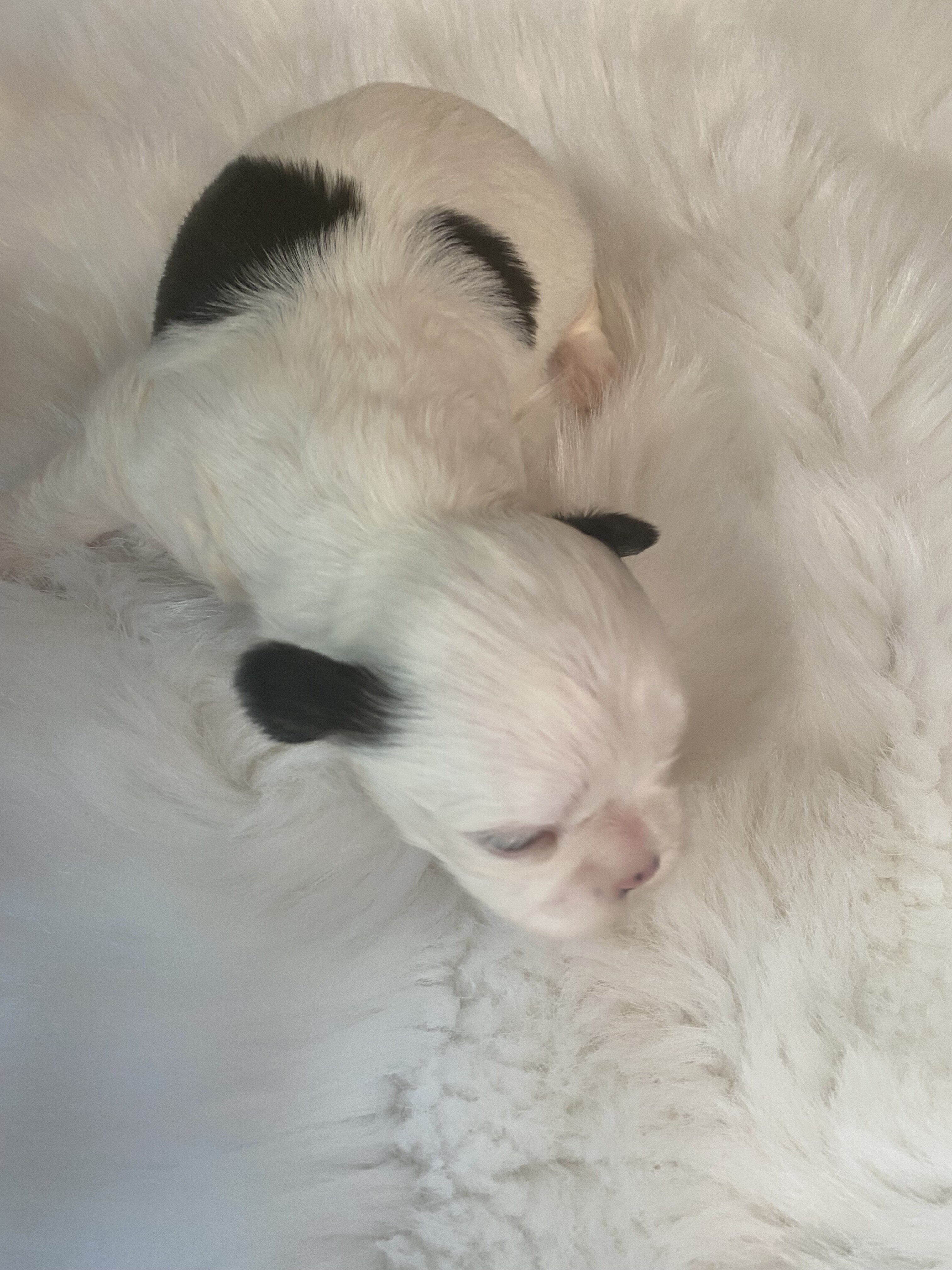 Shih Tzu’s image 6