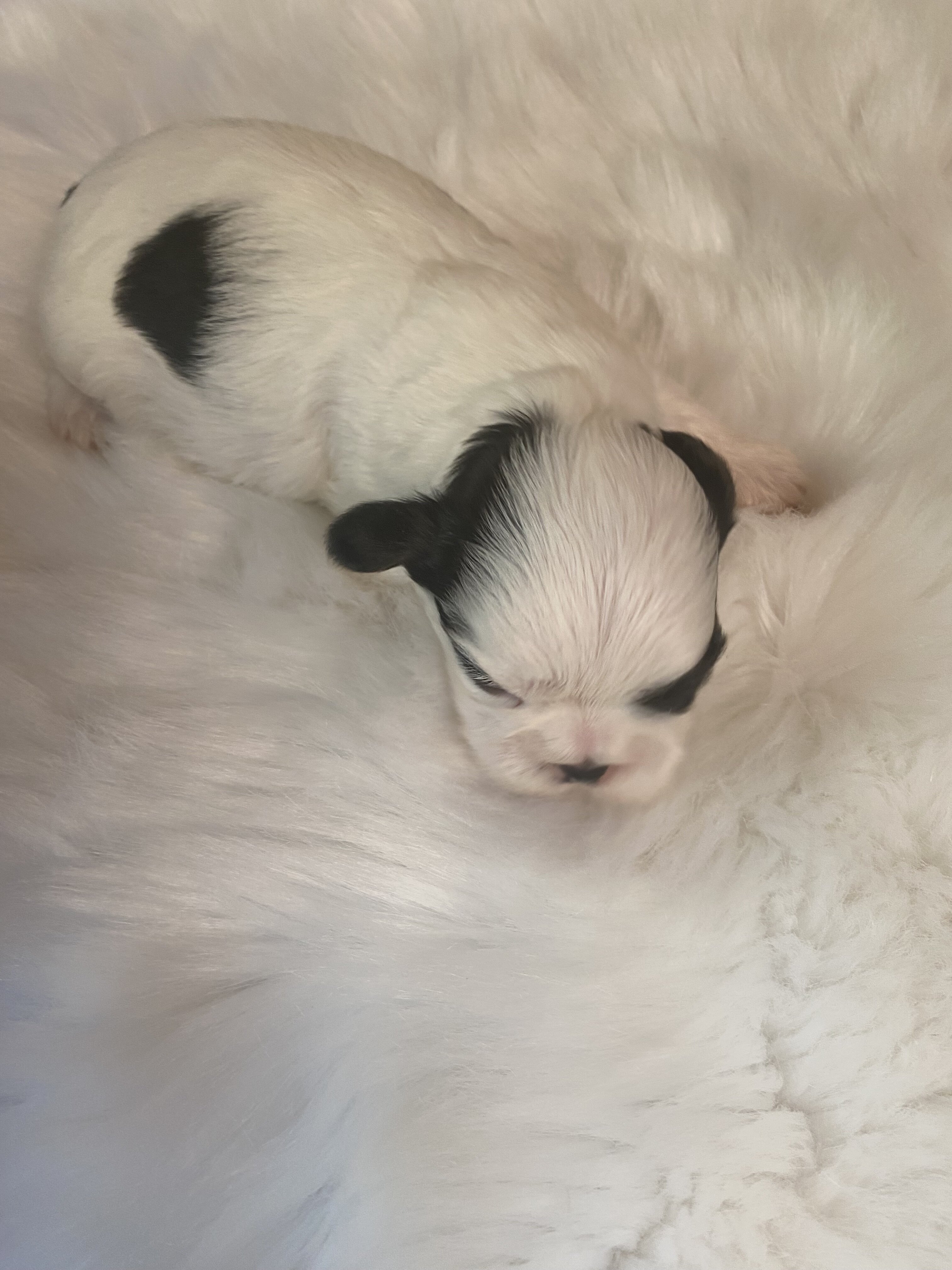 Shih Tzu’s image 7