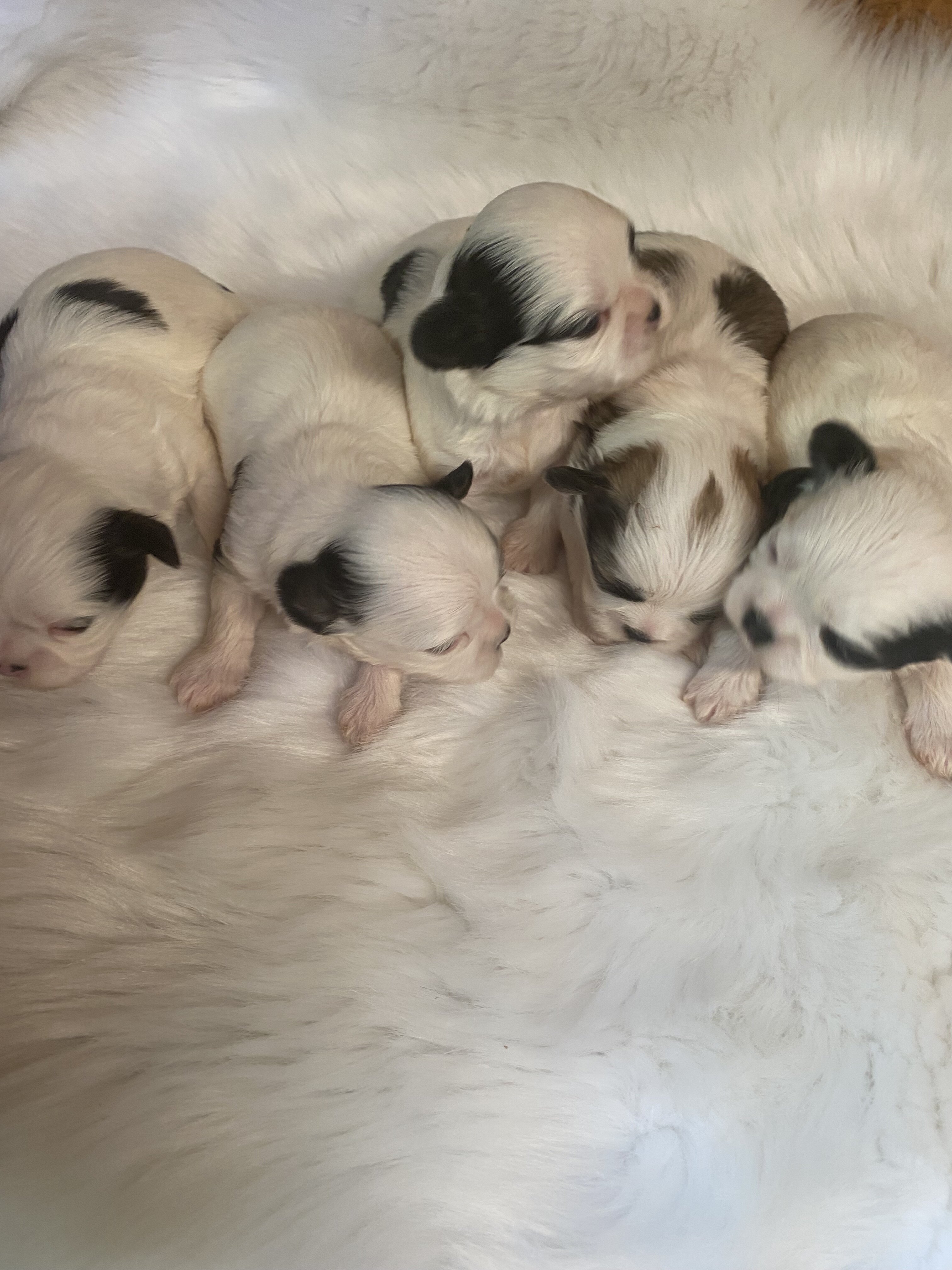 Shih Tzu’s image 9