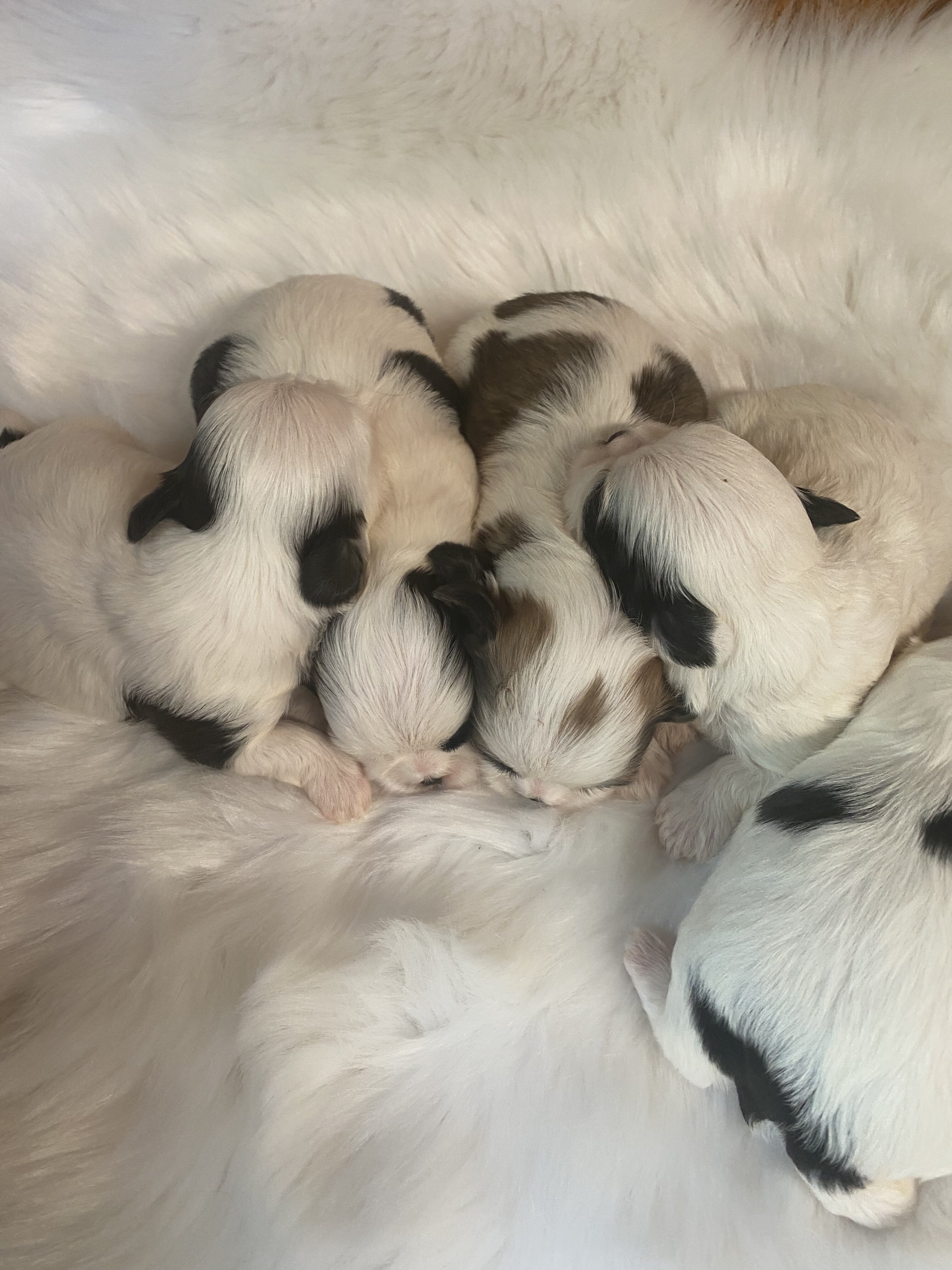 Shih Tzu’s image 1
