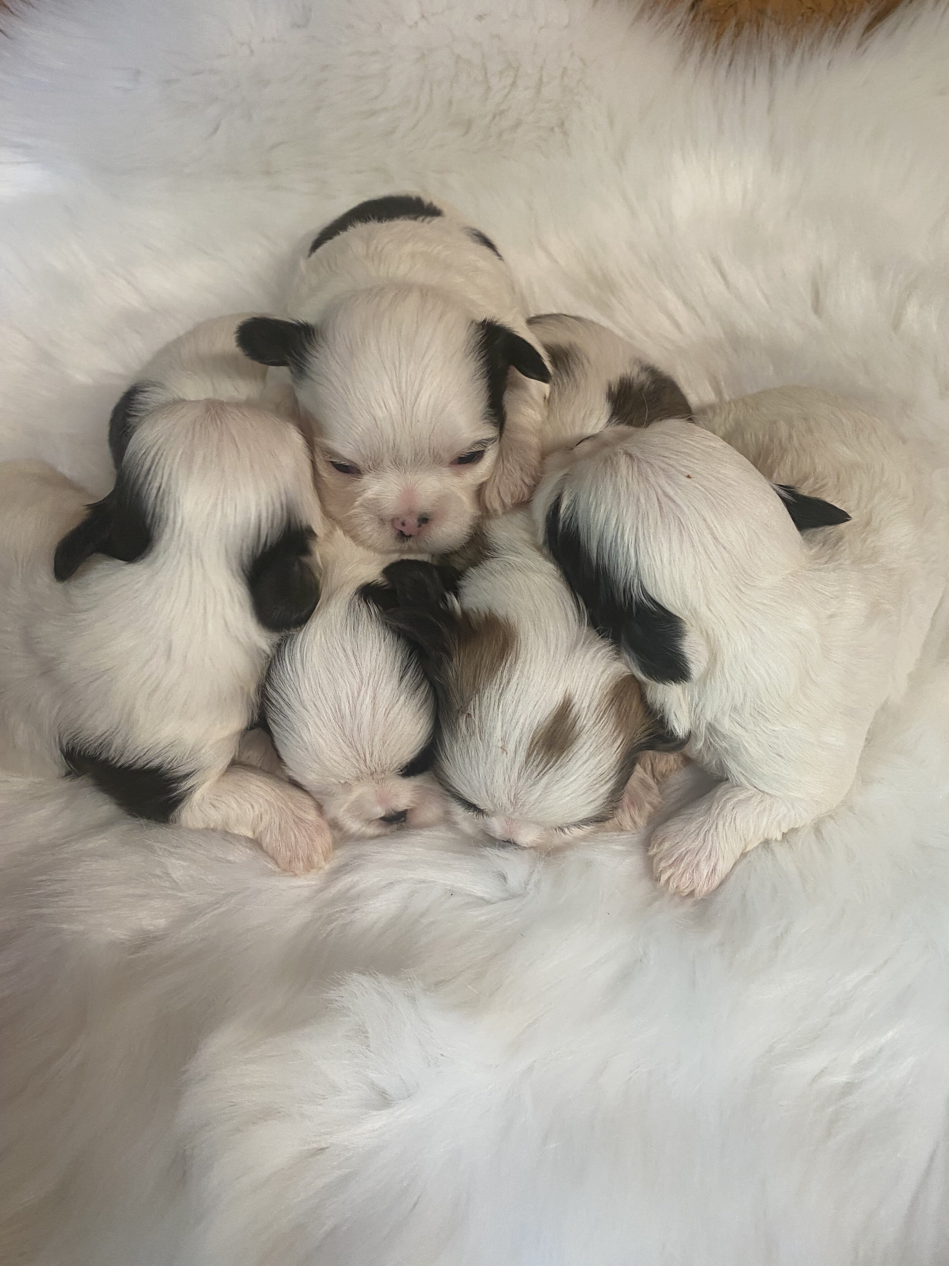 Shih Tzu’s image 8