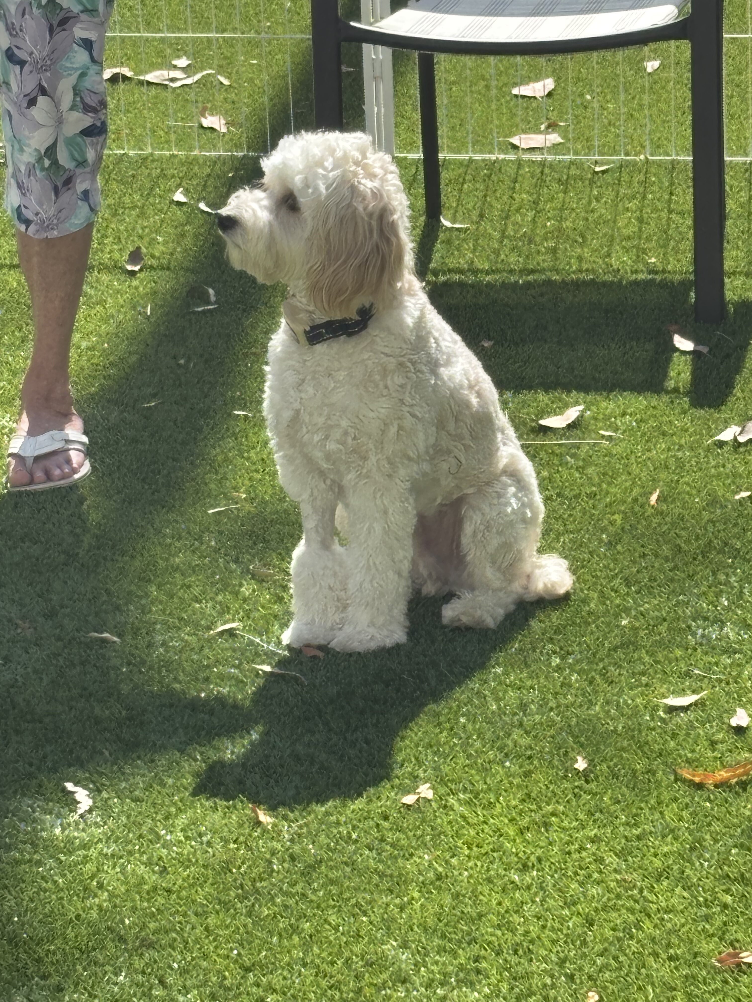 Two Cockapoo Puppies 9mos. old image 2