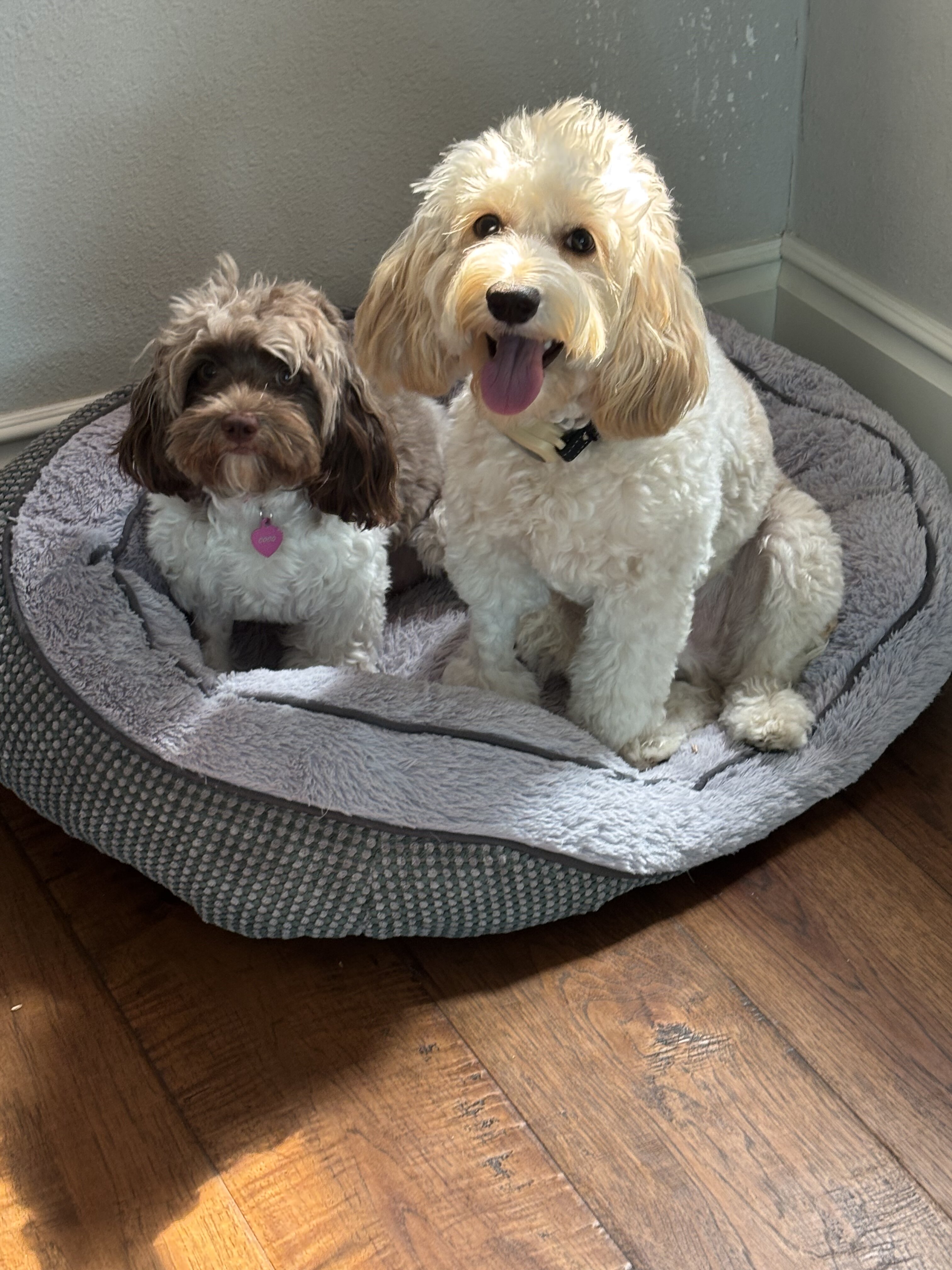 Two Cockapoo Puppies 9mos. old image 1