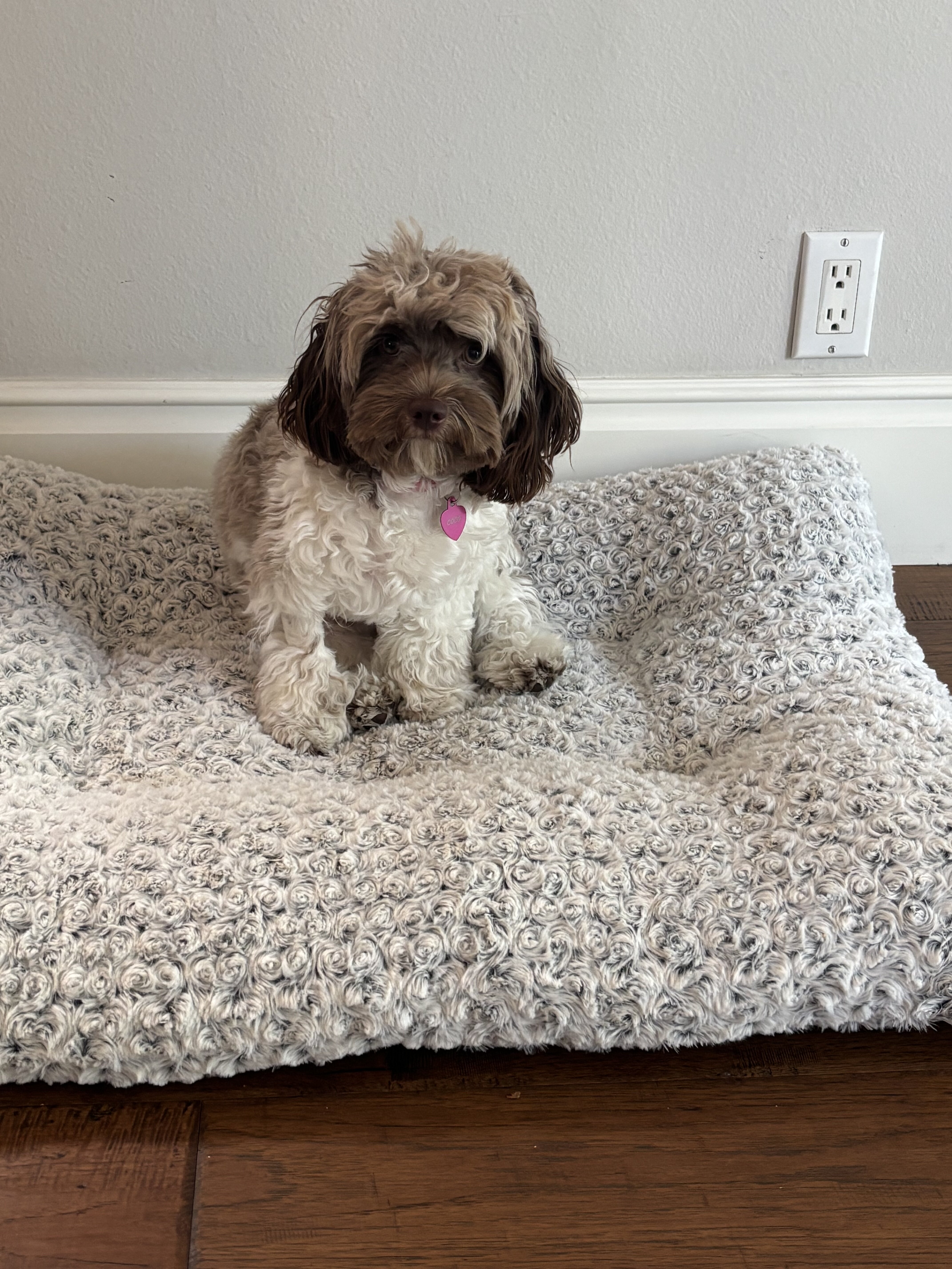 Two Cockapoo Puppies 9mos. old image 3