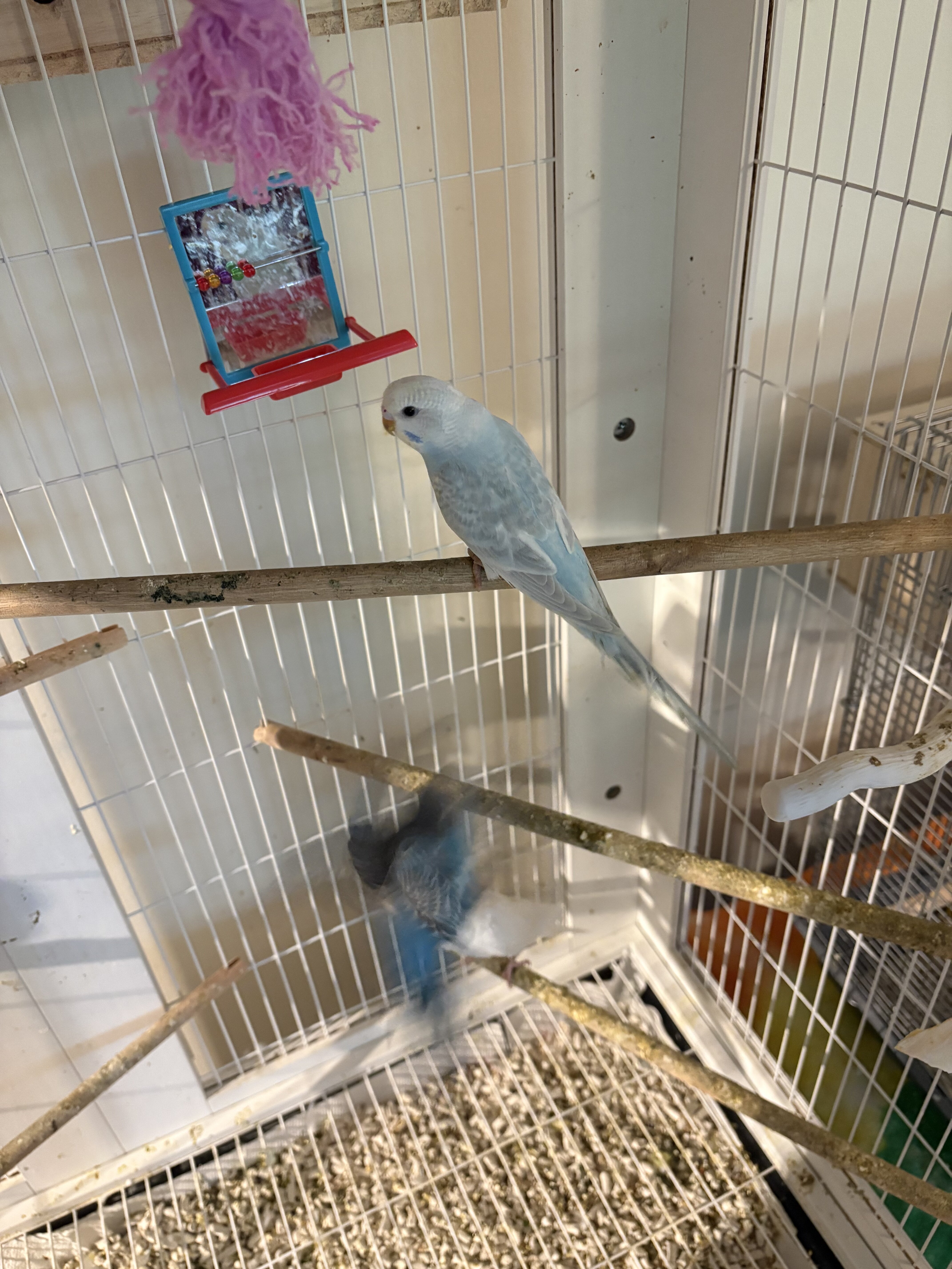 Budgerigar (Budgie) Male Light Blue/White image 1