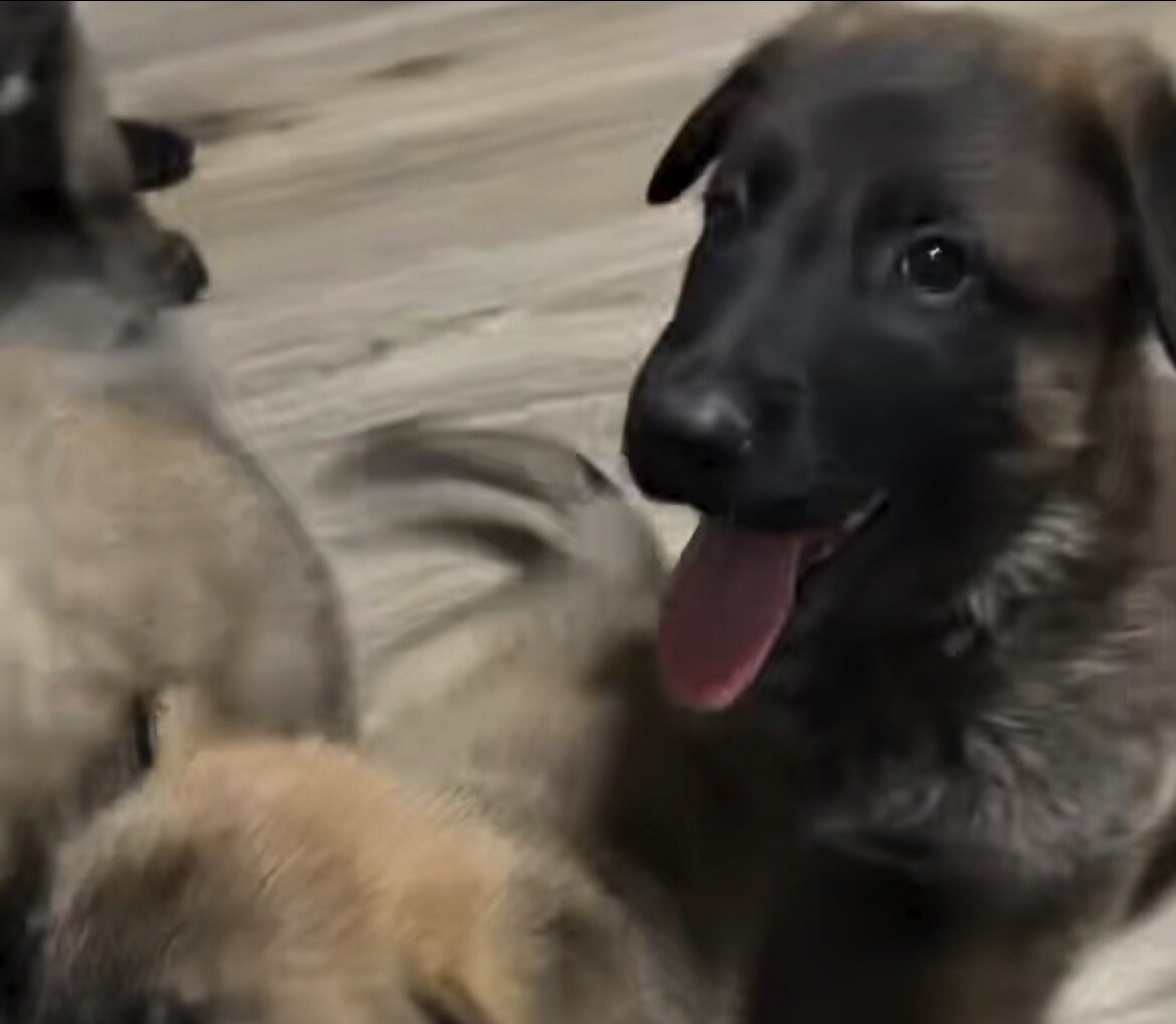 Belgian Malinois mix German shepherd puppies image 1
