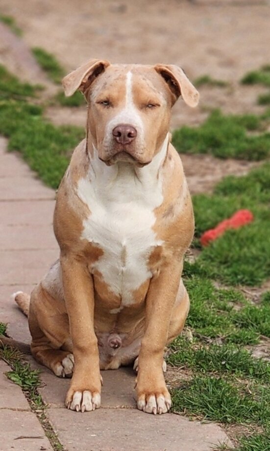 XL AMERICAN BULLY 1 YEAR OLD image 2