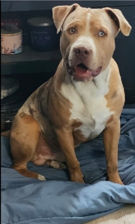 XL AMERICAN BULLY 1 YEAR OLD image 1