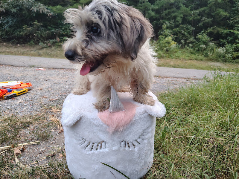 Biewer puppies image 1