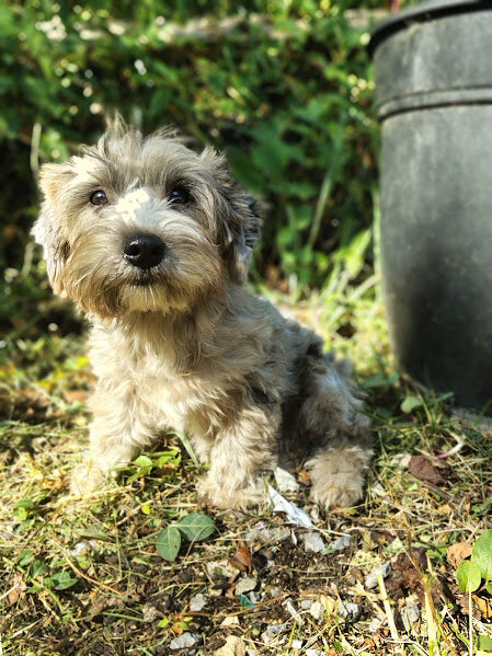 Biewer puppies image 2