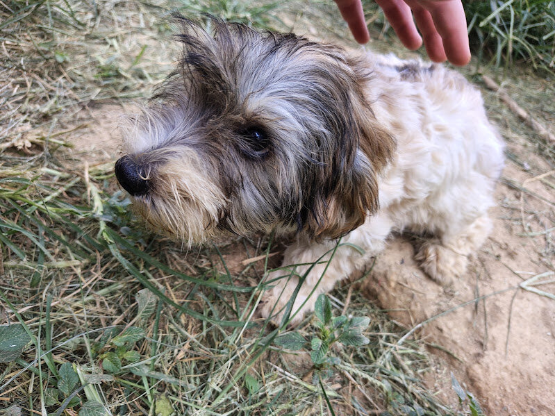 Biewer puppies image 4
