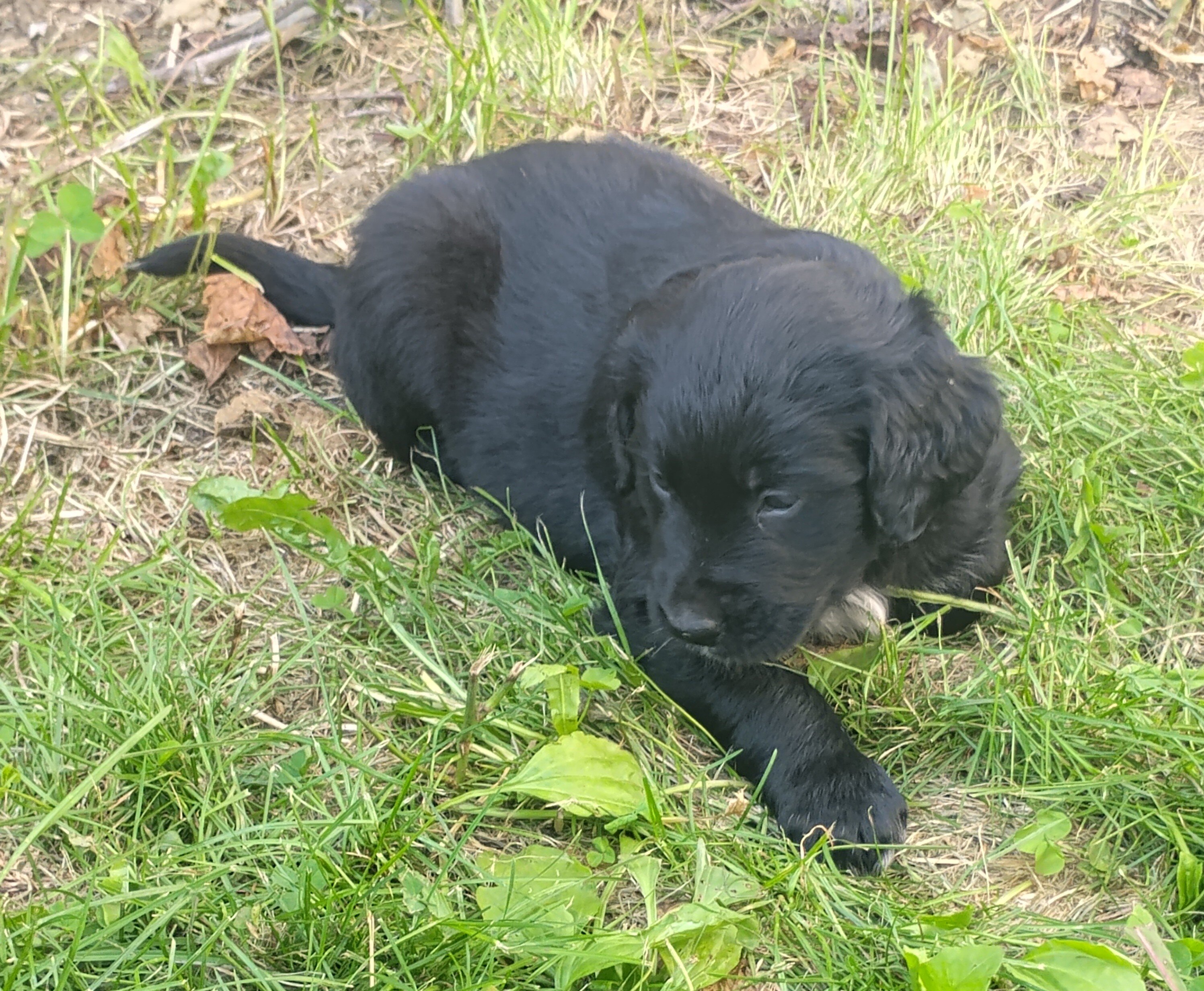 Friendly family puppy image 1