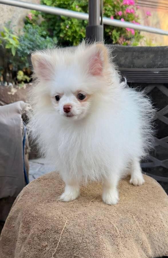 Adorable AKC-Quality Pomeranian Puppies image 1