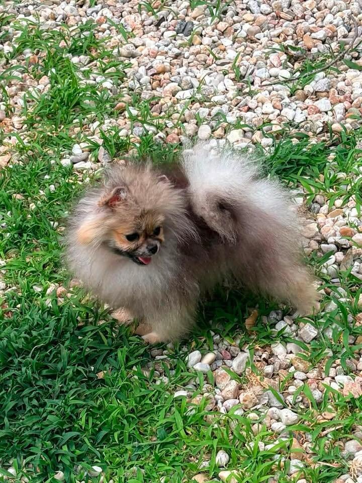 Adorable AKC-Quality Pomeranian Puppies image 7