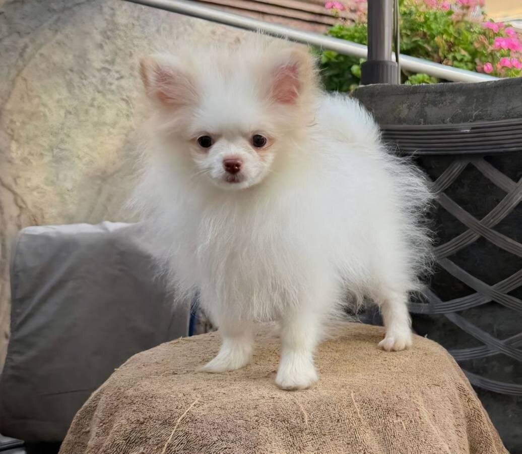 Adorable AKC-Quality Pomeranian Puppies image 3