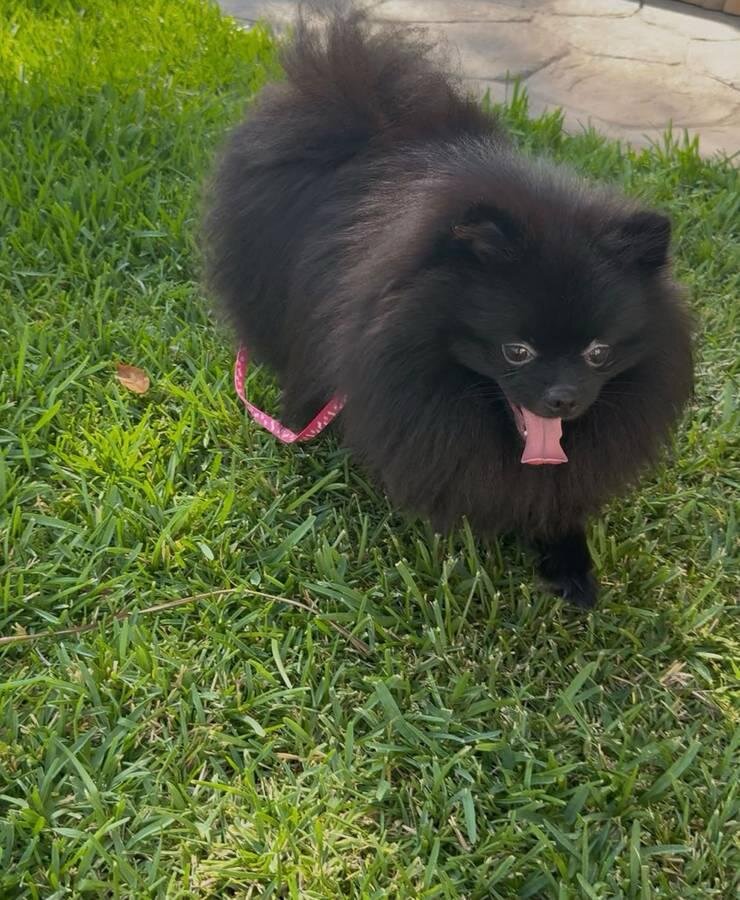 Adorable AKC-Quality Pomeranian Puppies image 2